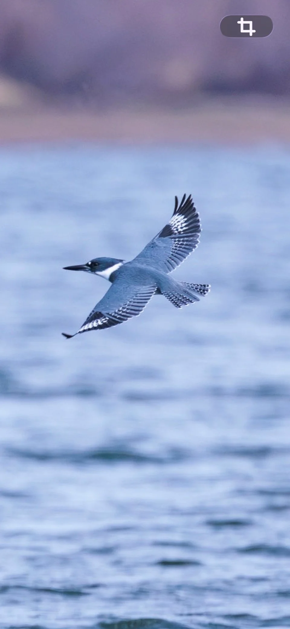 A bird, a kingfisher, flying over water with a blurred natural background.