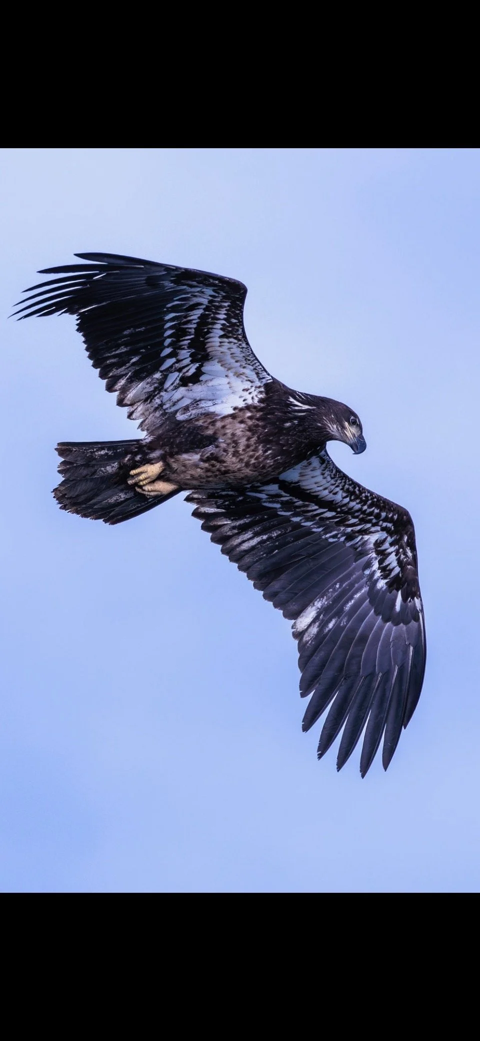 A bird of prey, a juvenile bald eagle, soaring in a clear blue sky with its wings spread wide.