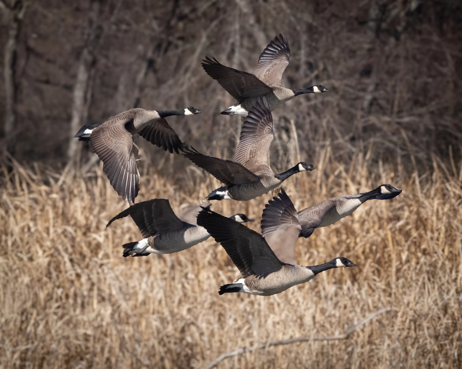 A flock of six Canada geese flying over a field with tall dried grass and trees in the background.