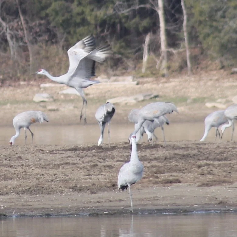 capt gt cranes.jpg