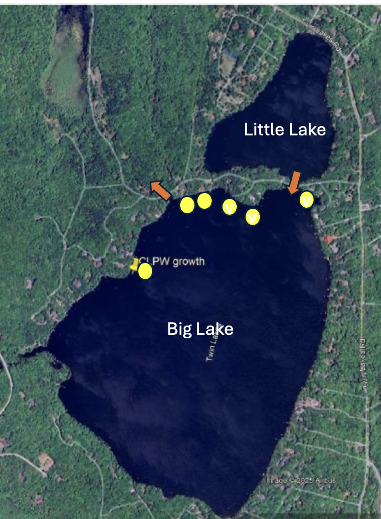 Twin Lakes Advisory: Curly Leaf Pondweed: Now Confirmed in the Big Lake in Multiple Locations
