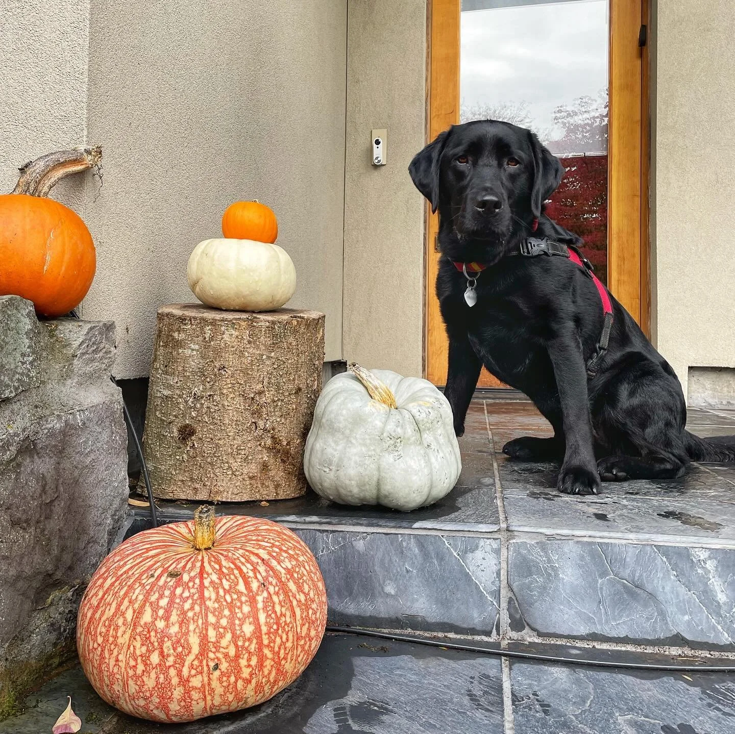 A very PNW fall 🍂🍁