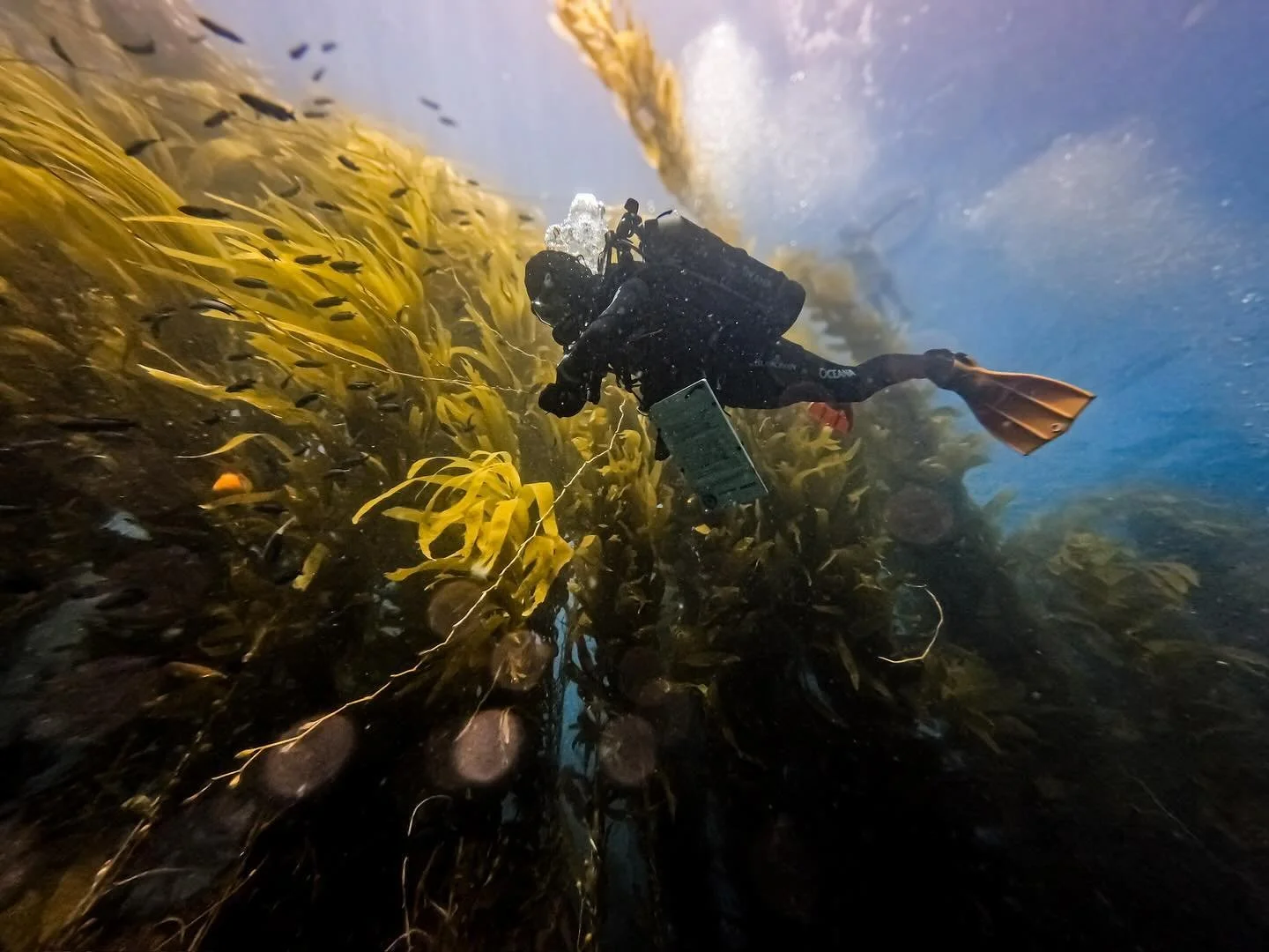 Forever in awe of California&rsquo;s kelp forests and the beauty they hold.

As I&rsquo;m stuck in conference rooms after conference room this month, my mind is traveling back to these magical moments to remind me why the travel, long hours, and brut