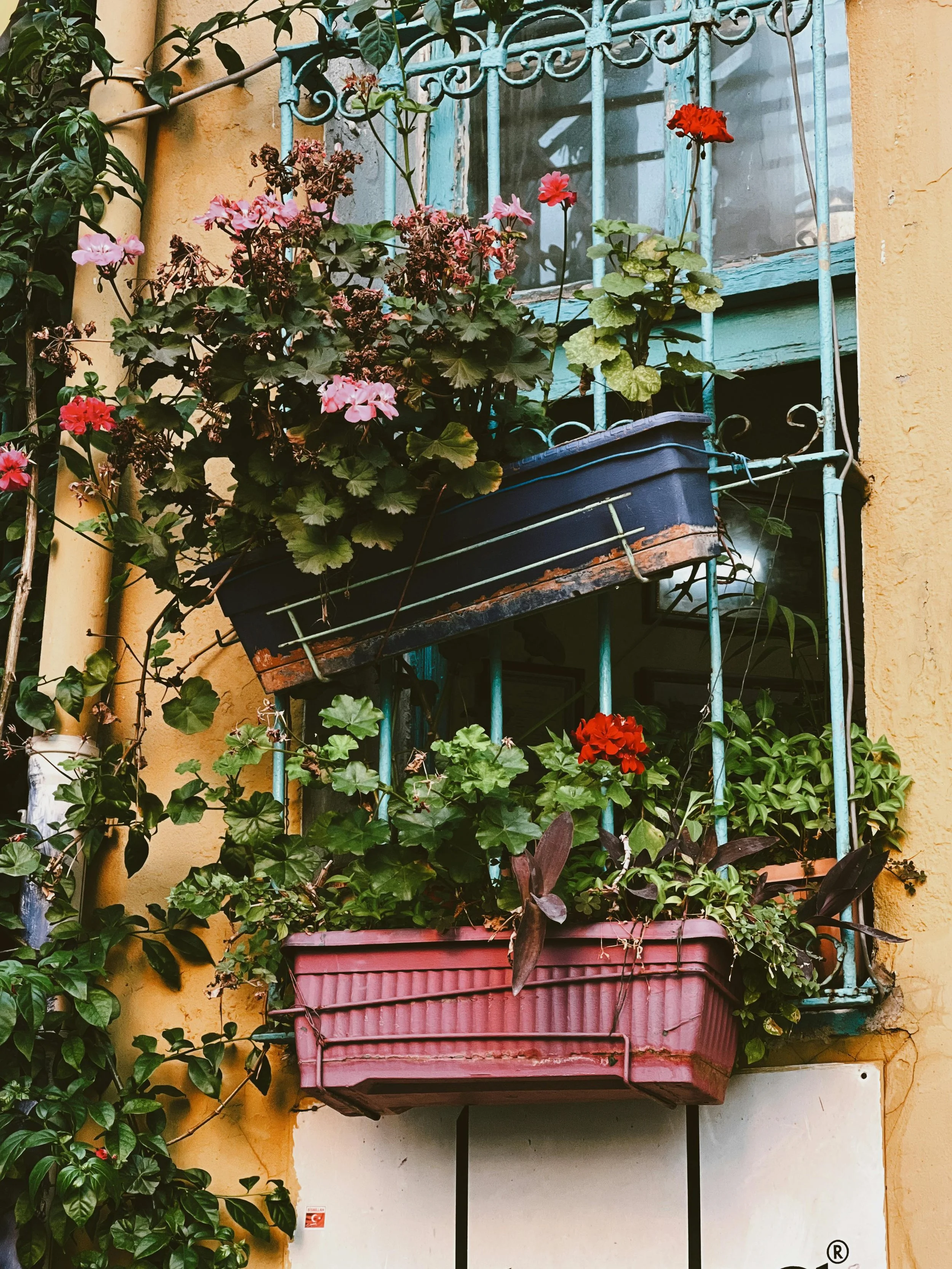 Colorful flower boxes filled with pink, red, and purple flowers on a small balcony with a blue iron railing, attached to a yellow building wall.