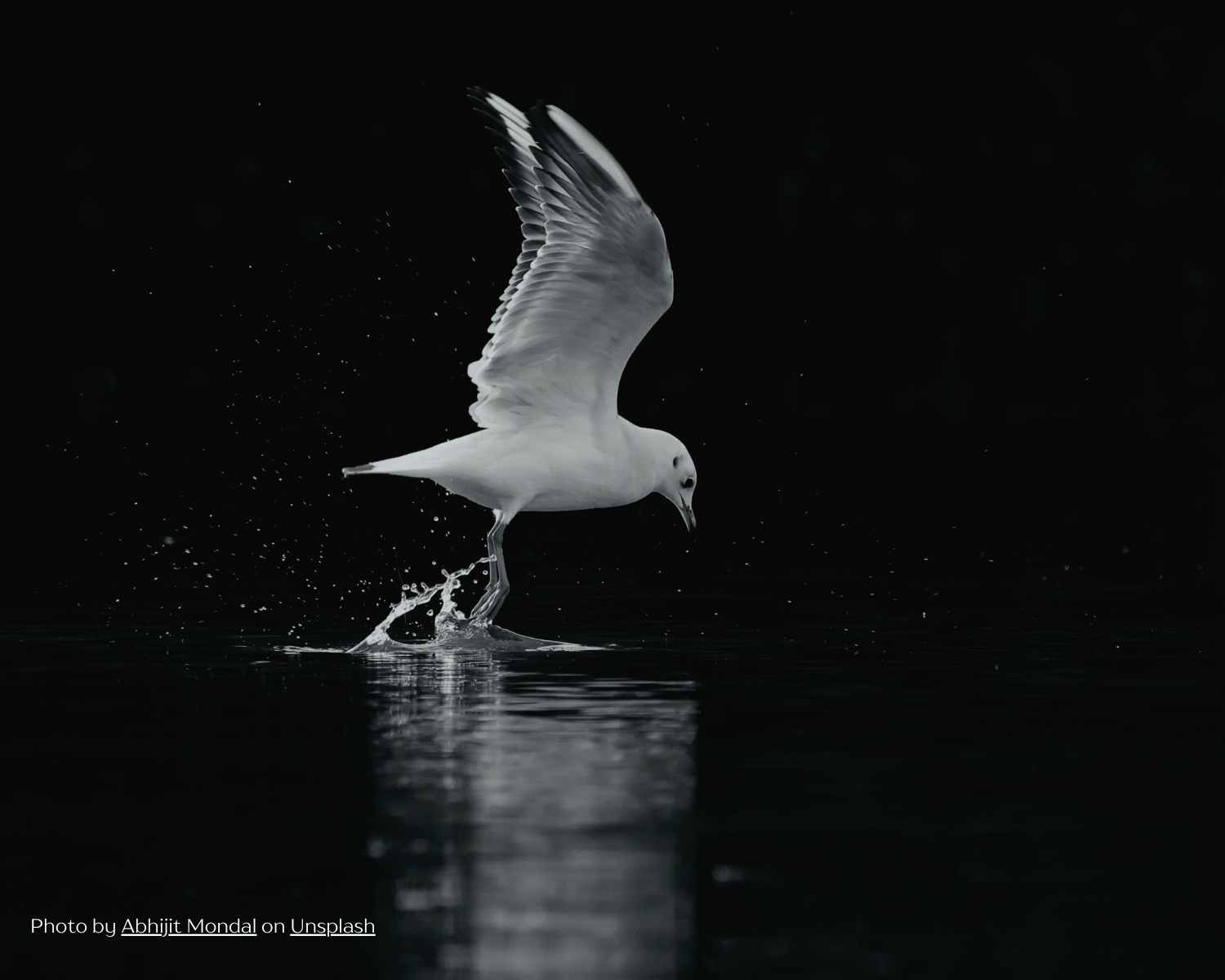 A dove skimming the top of the water