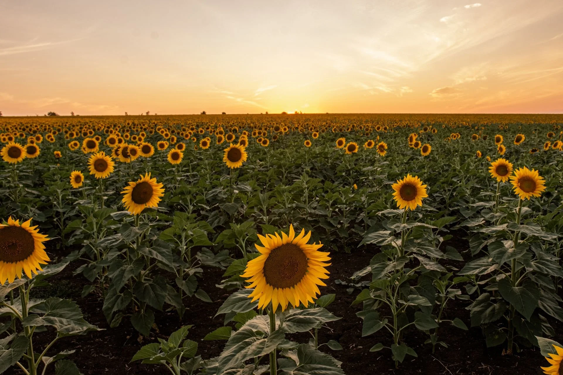 field of sunflowers