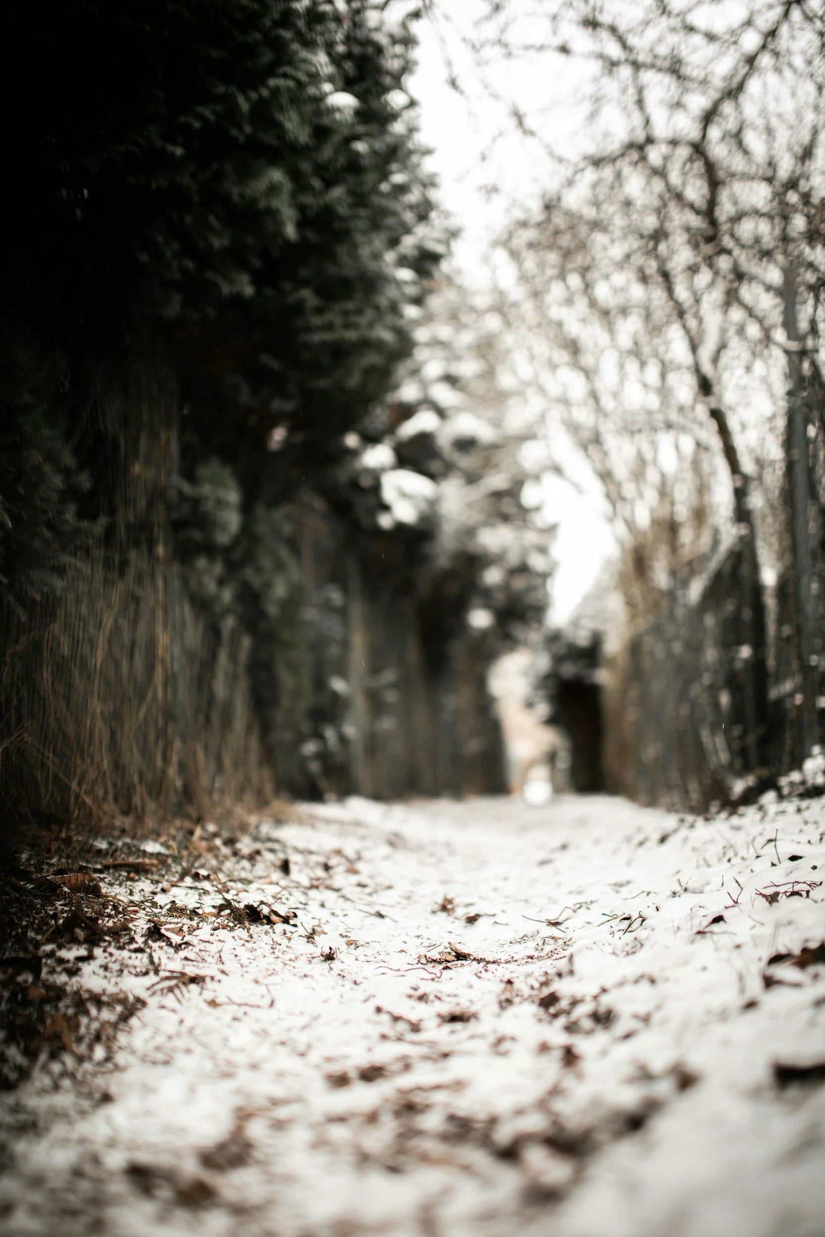 Rocky River Holiday Walk