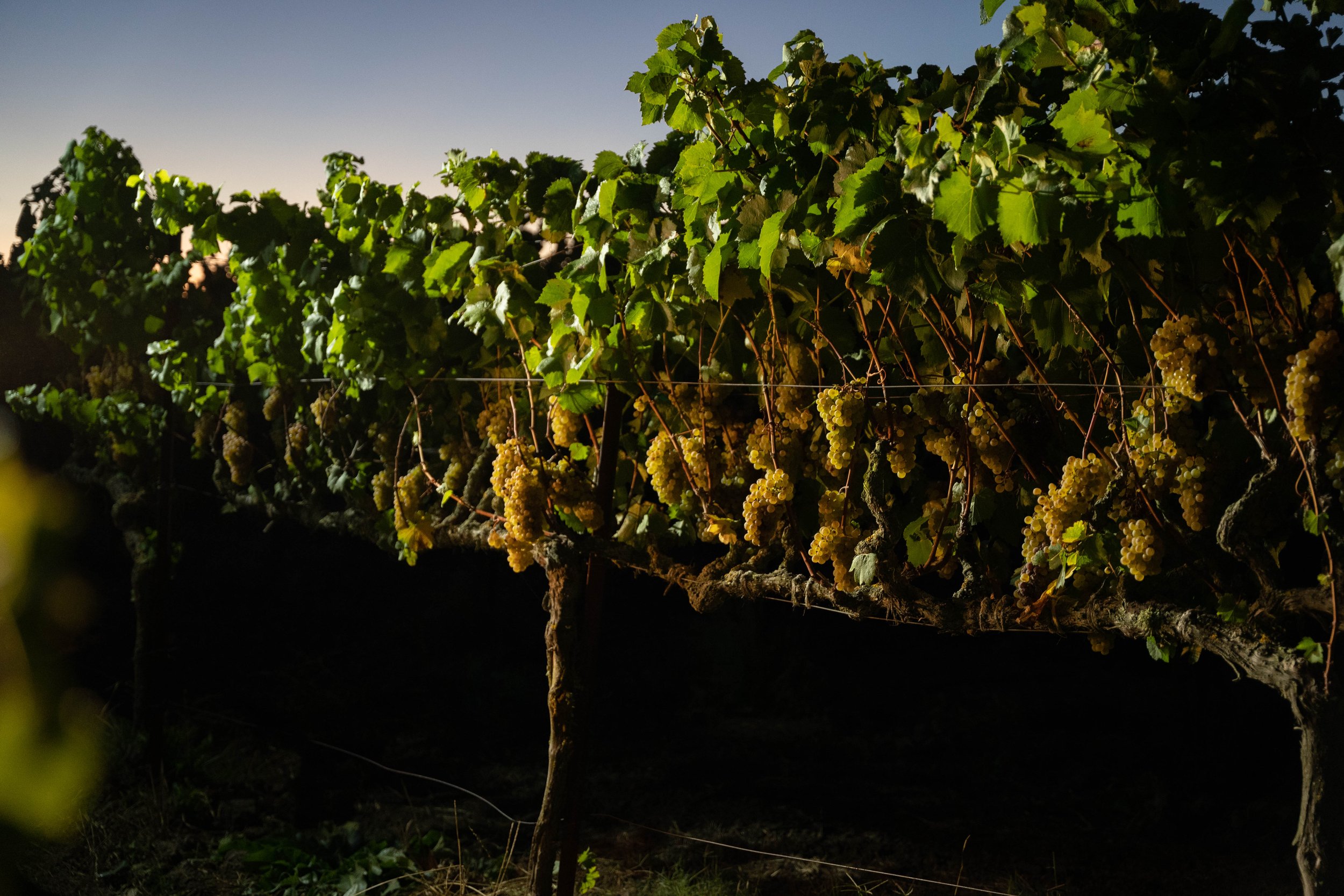 White grapes on vine - night.jpg