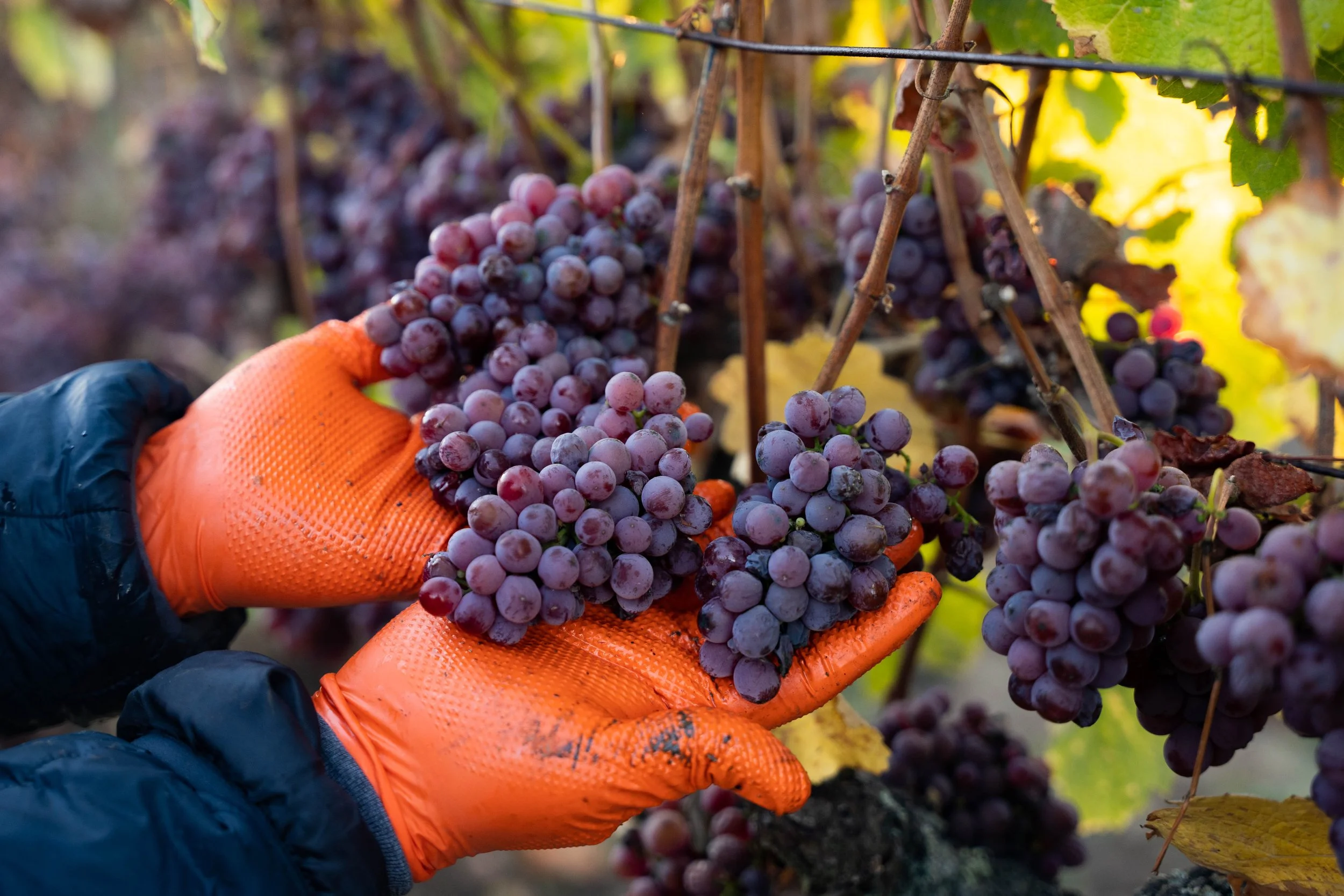 Gloves holding grapes.jpg
