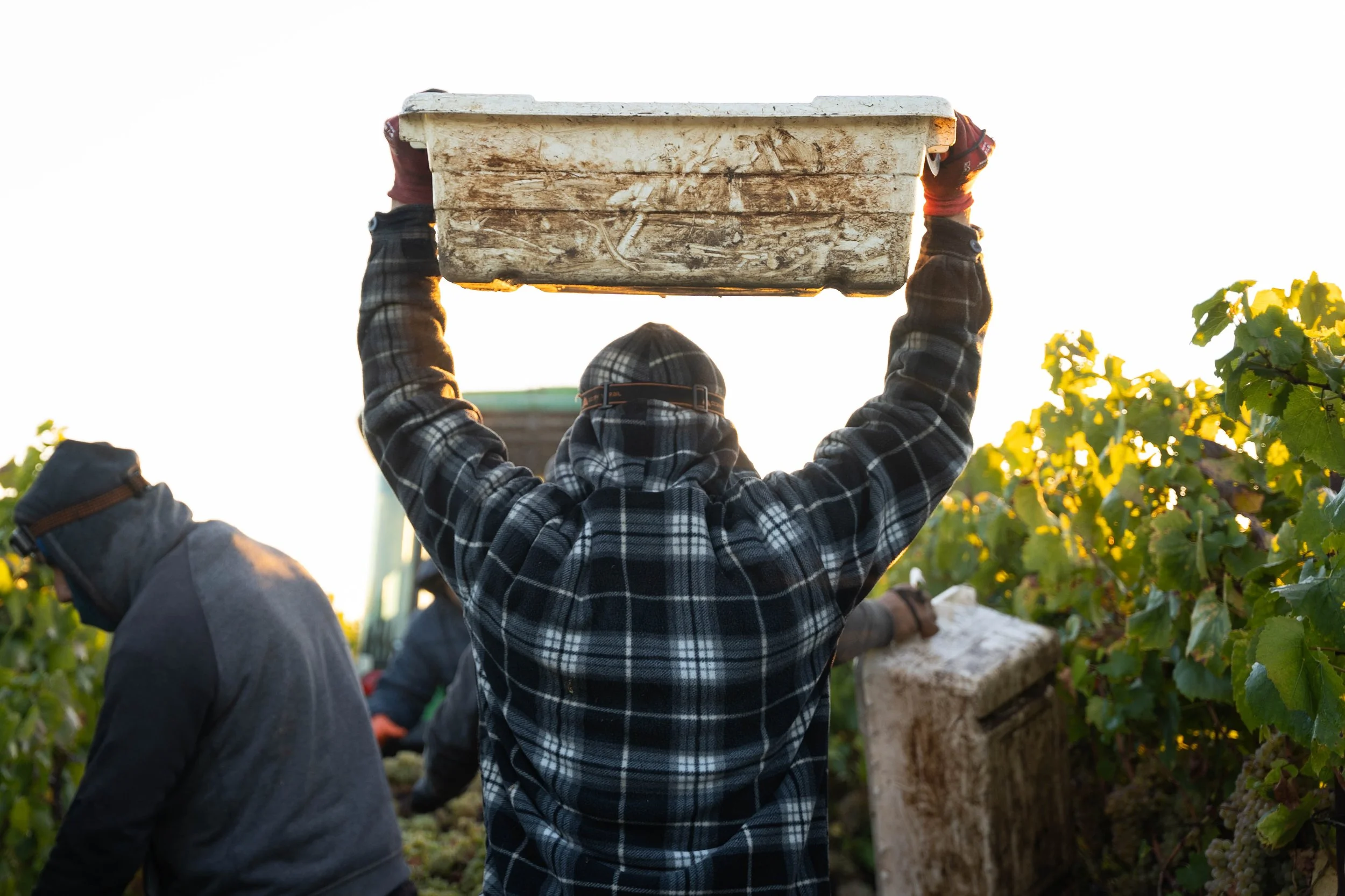 Grapes overhead - morning.jpg