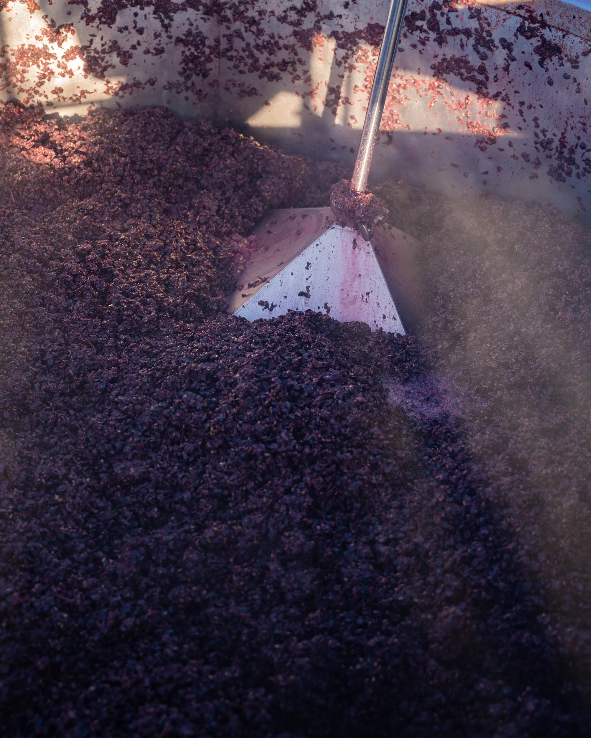 Red grapes being pressed.jpg