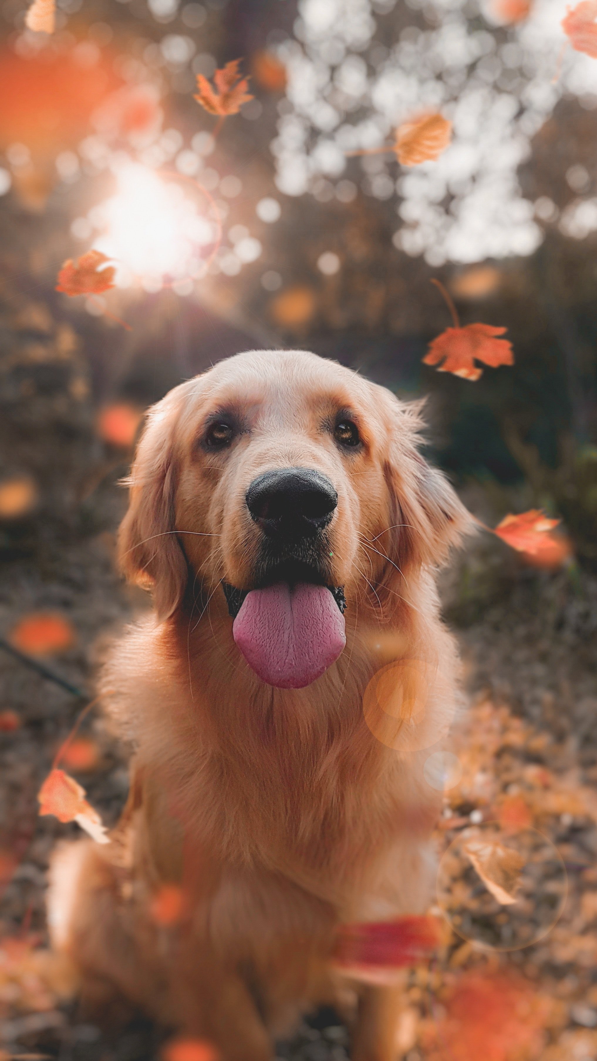 Golden retriever dog with tongue out outdoors during autumn, with falling leaves and sunlight in the background.