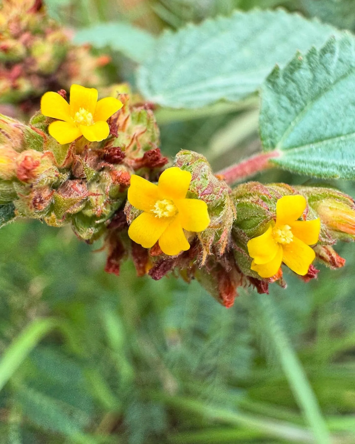 Native plants in Turks and Caicos often come with teeny tiny flowers.  Their size means you have to really look, really be present to notice them.  And once you start noticing you will see them everywhere ✨.

@kmcnarywood  or @bnaqqi, would love to h