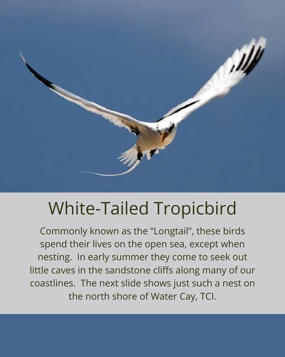 The White-Tailed Tropic Bird can be found nesting along the sandstone cliffs this time of year in TCI.  They seek out the perfect spot, tucked into little caves. 

This photo of mom and chick was captured by @yachtplaykirsty on Water Cay.

Most of th