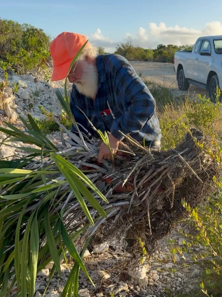 Early this morning we gathered to collect orchids and rescue native plants from a Discovery Bay development (@wellington_estates_tci ). They&rsquo;ve so graciously invited us to harvest what we can from the areas that will be cleared.  If you are loo