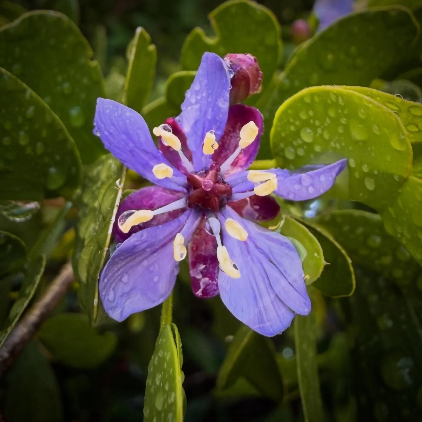 Lignum vitae (Tree of Life) is blooming!  Our TCI flowers require us to slow down and look closer to really appreciate their beauty.  Don&rsquo;t miss out on a closer look at this beautiful tree in bloom right now ✨💜.