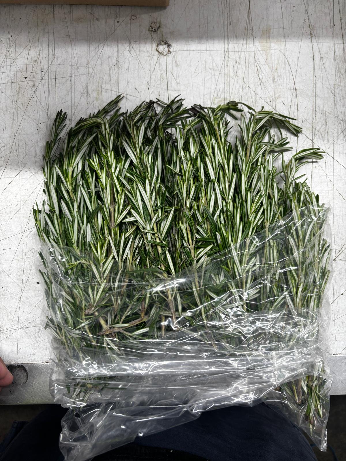 Romera/Romero (Rosemary) -
20x1 lb Bags per Box