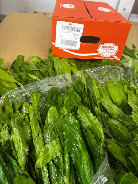 Culantro (Mexican Coriander) -
9lb Box