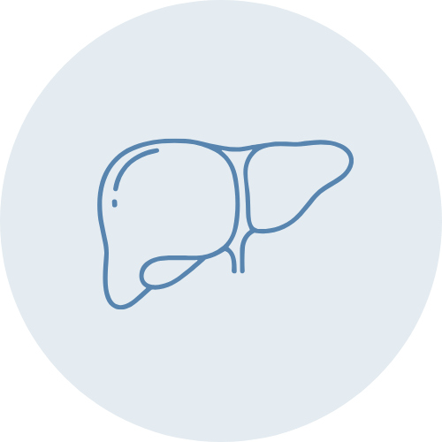 Outline drawing of a human liver on a light blue circular background.