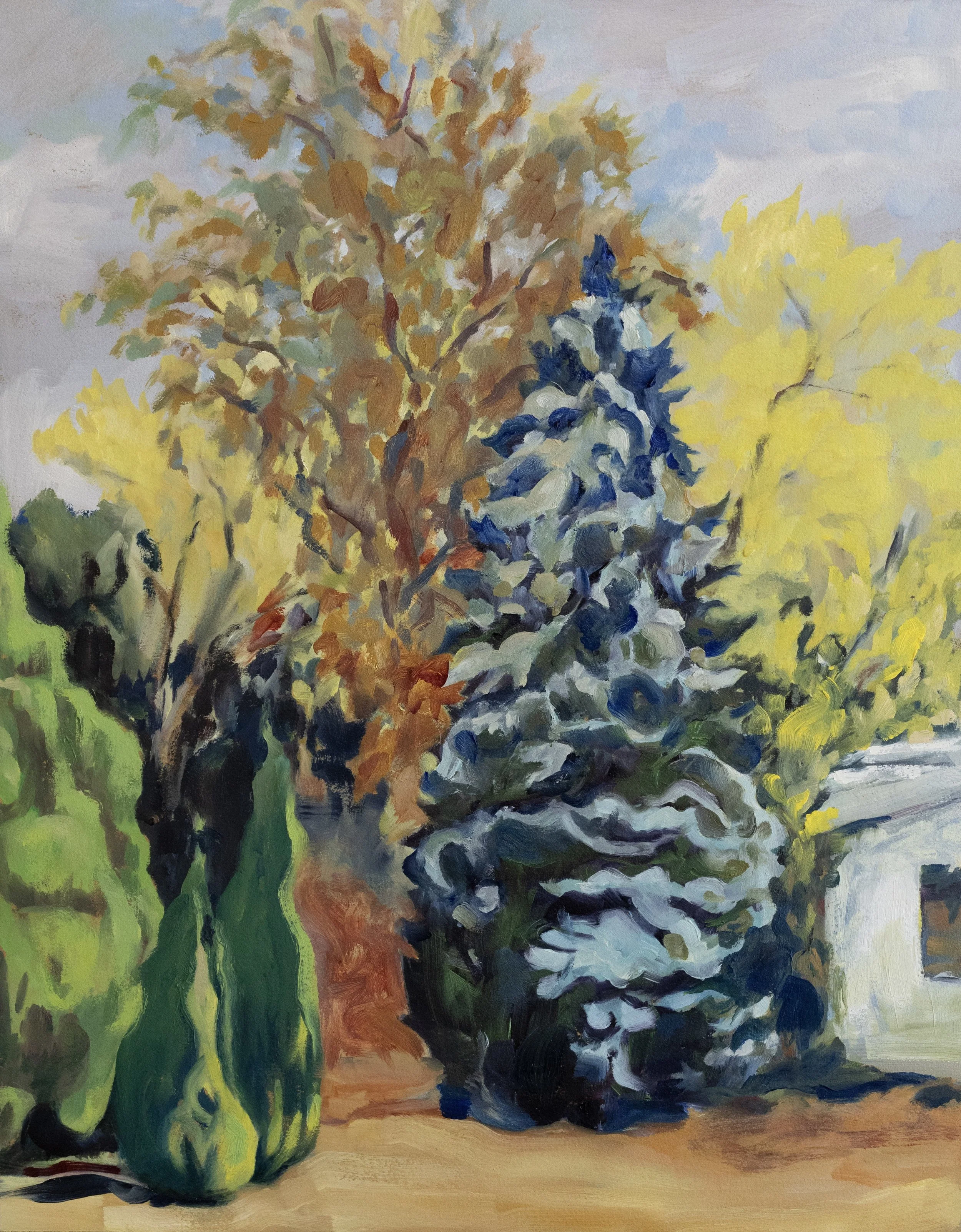  Blue Spruce    
Oil on Paper on Panel   12" x 16", 2023