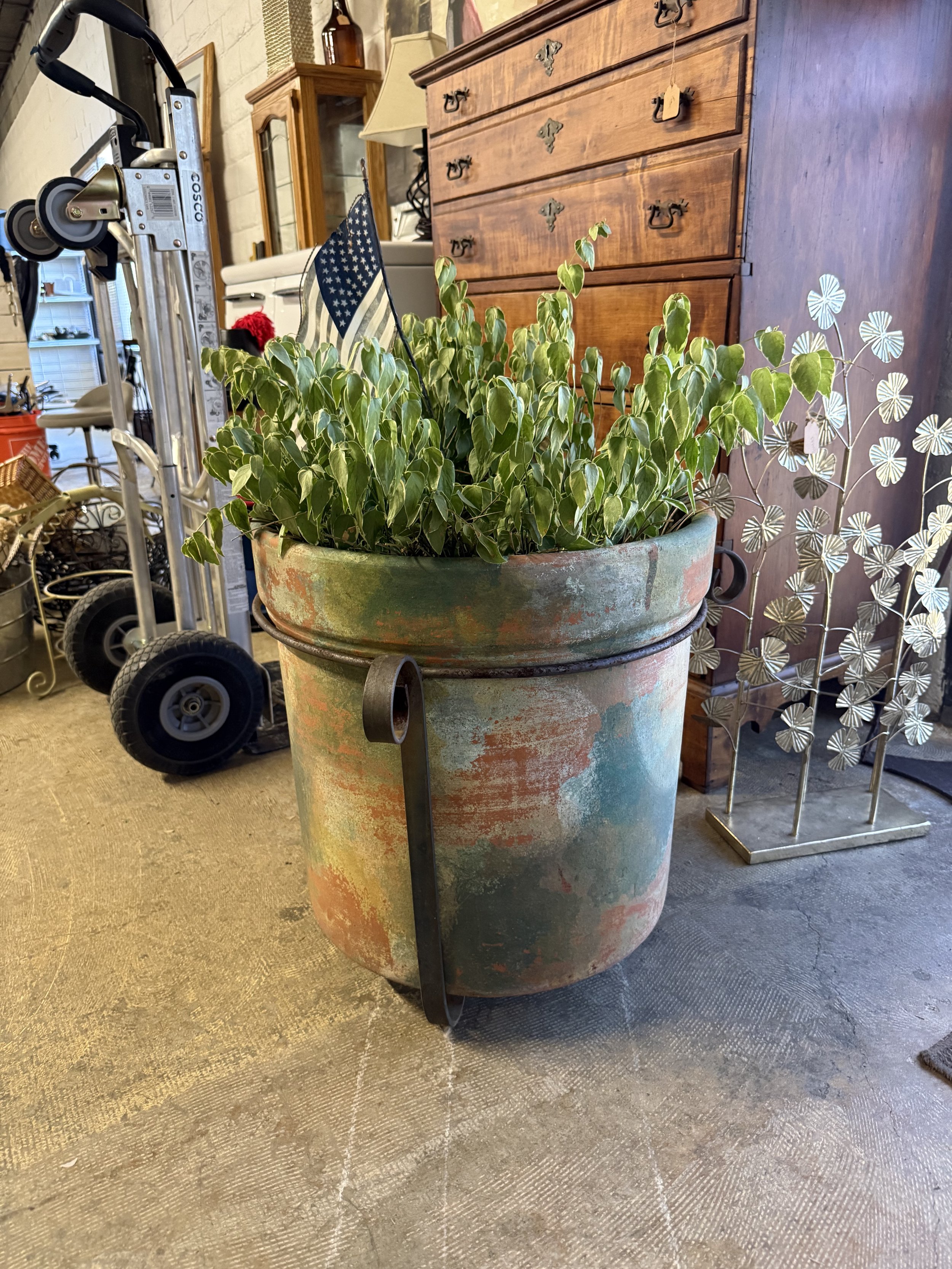 Large Terracotta Pot with Live Variegated Plant $60