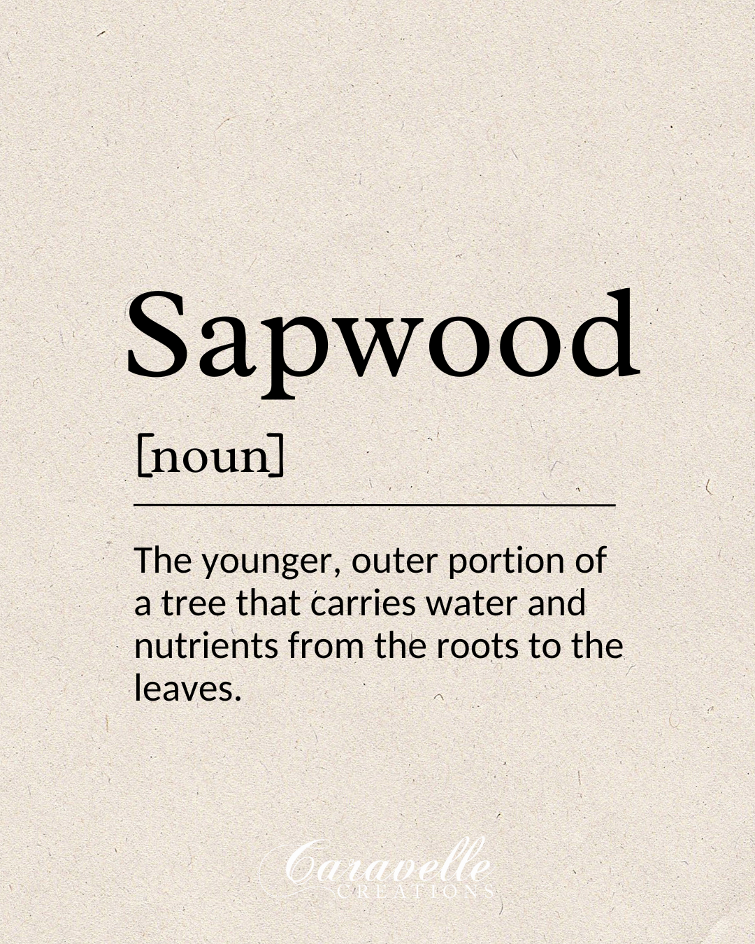 Definition card for sapwood, the younger outer portion of a tree that carries water and nutrients.