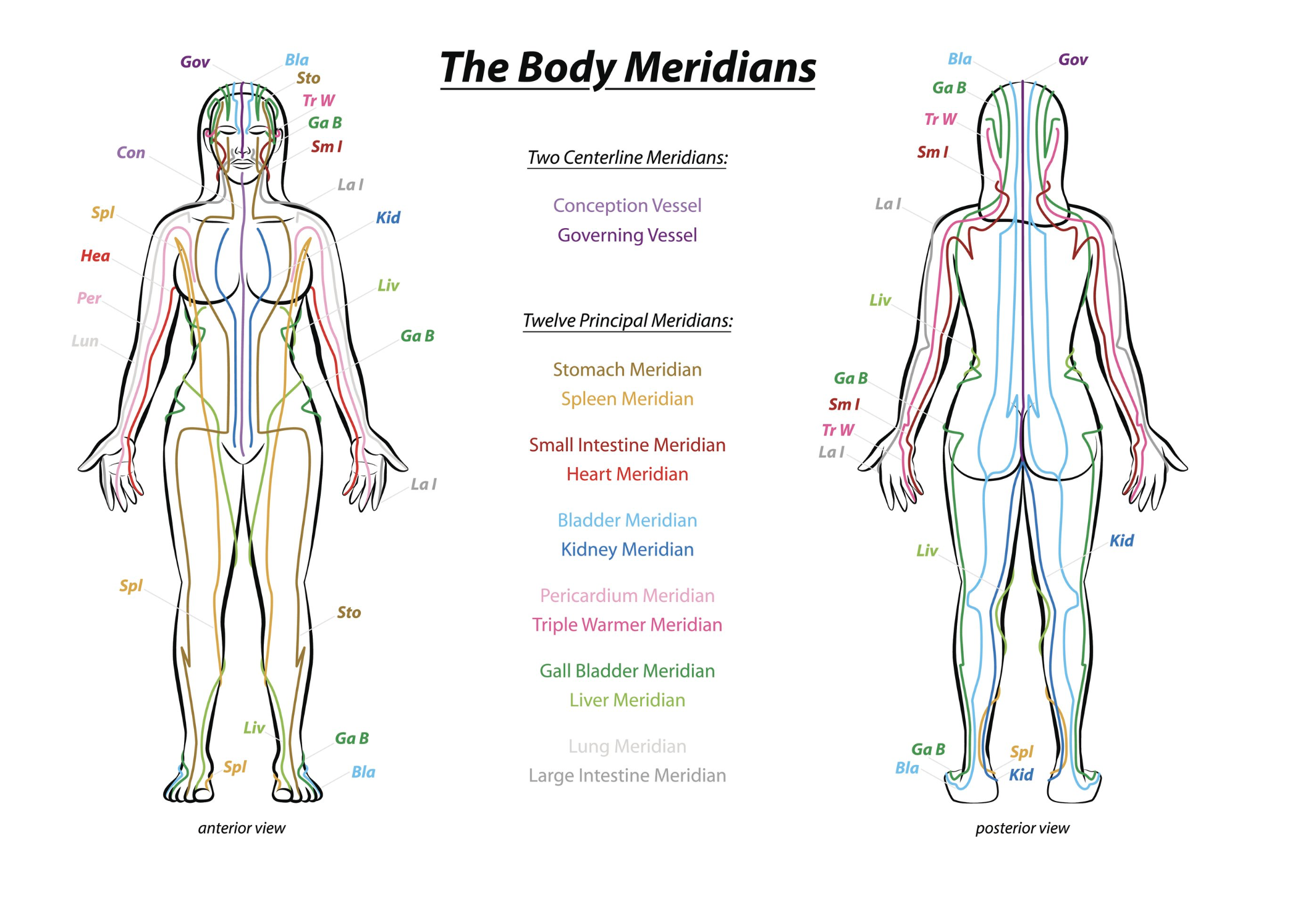 Diagram illustrating human body meridians with anterior and posterior views, including two centerline meridians (Conception Vessel, Governing Vessel) and twelve principal meridians (Stomach, Spleen, Small Intestine, Heart, Bladder, Kidney, Pericardium, Triple Warmer, Gall Bladder, Liver). Lines and labels denote meridian paths.
