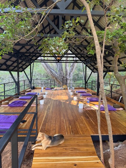 Outdoor wooden deck with purple cushions and dining setting under a metal roof, surrounded by trees, and a dog lying on the deck.