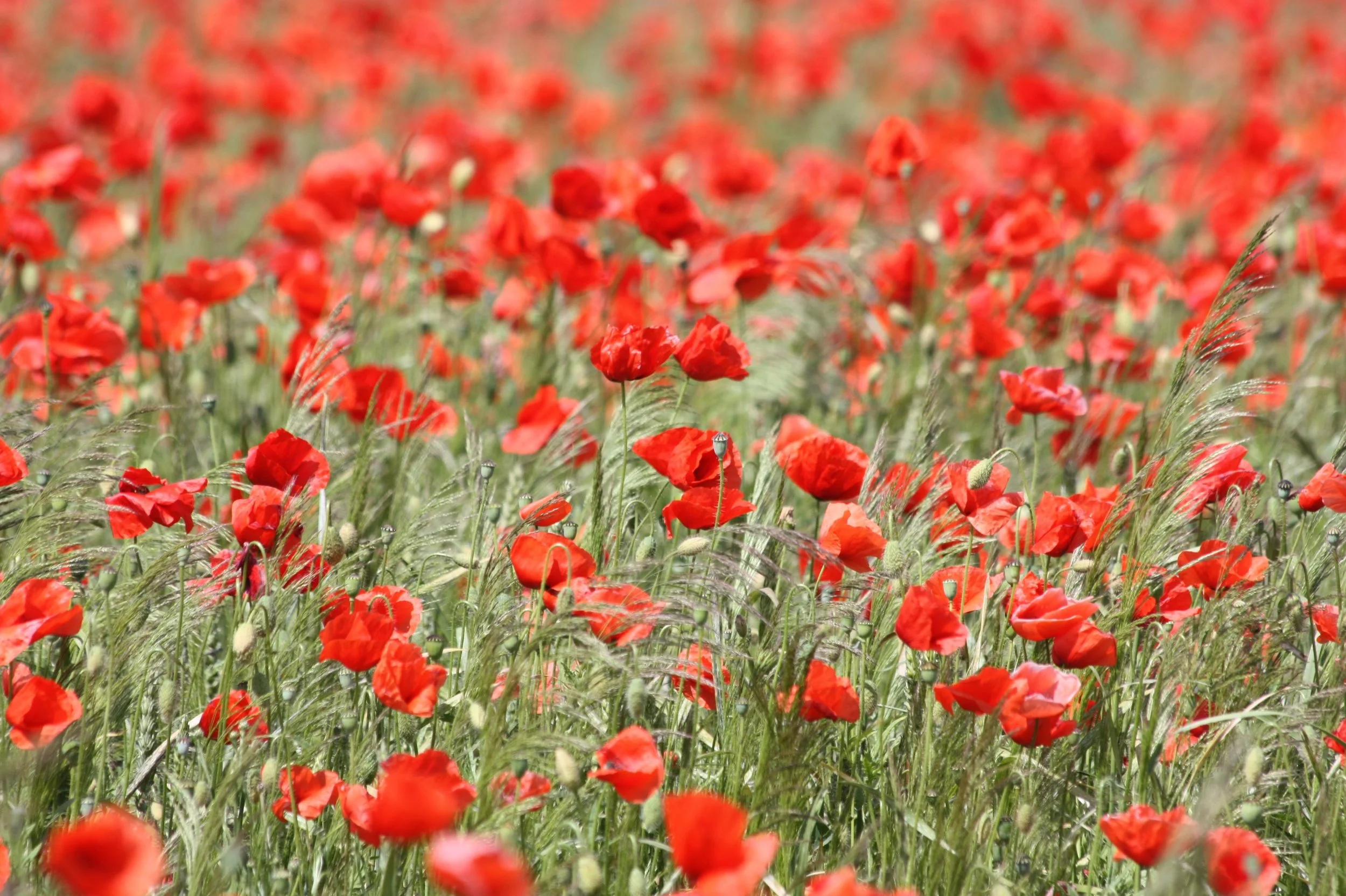poppy-red-poppy-blossom-bloom-54182.jpeg