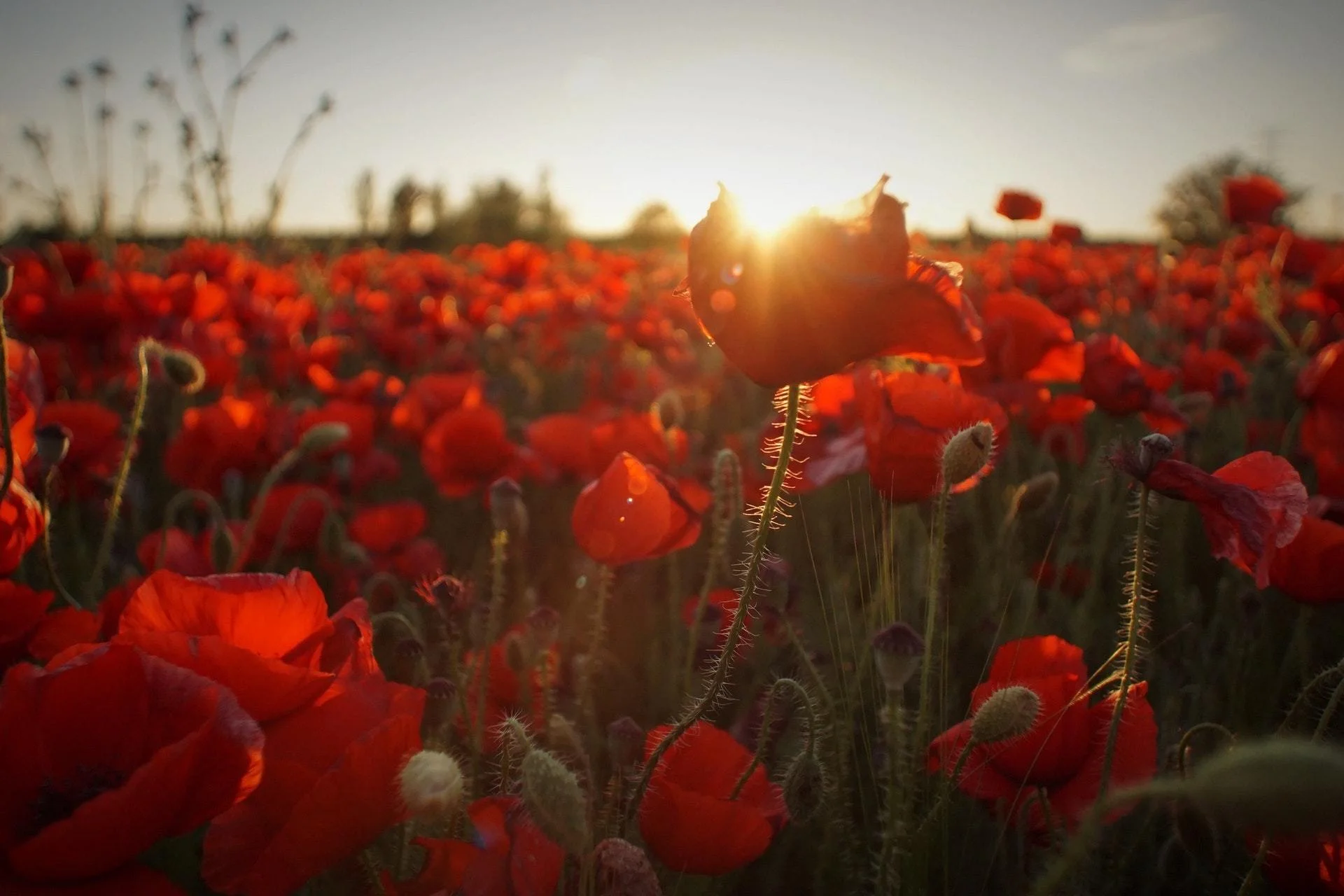 Lest We Forget: 100 Years of Armistice Day