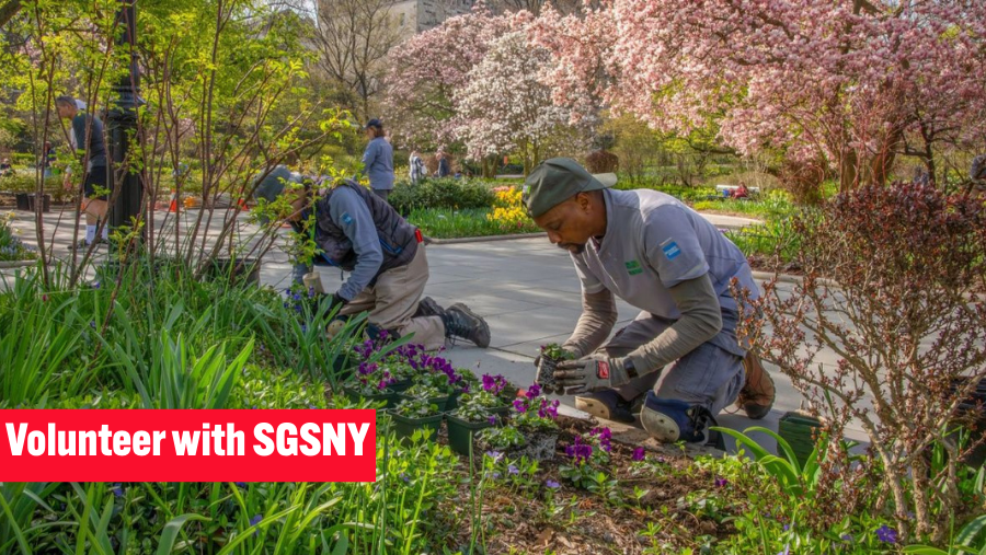 Volunteer in Central Park