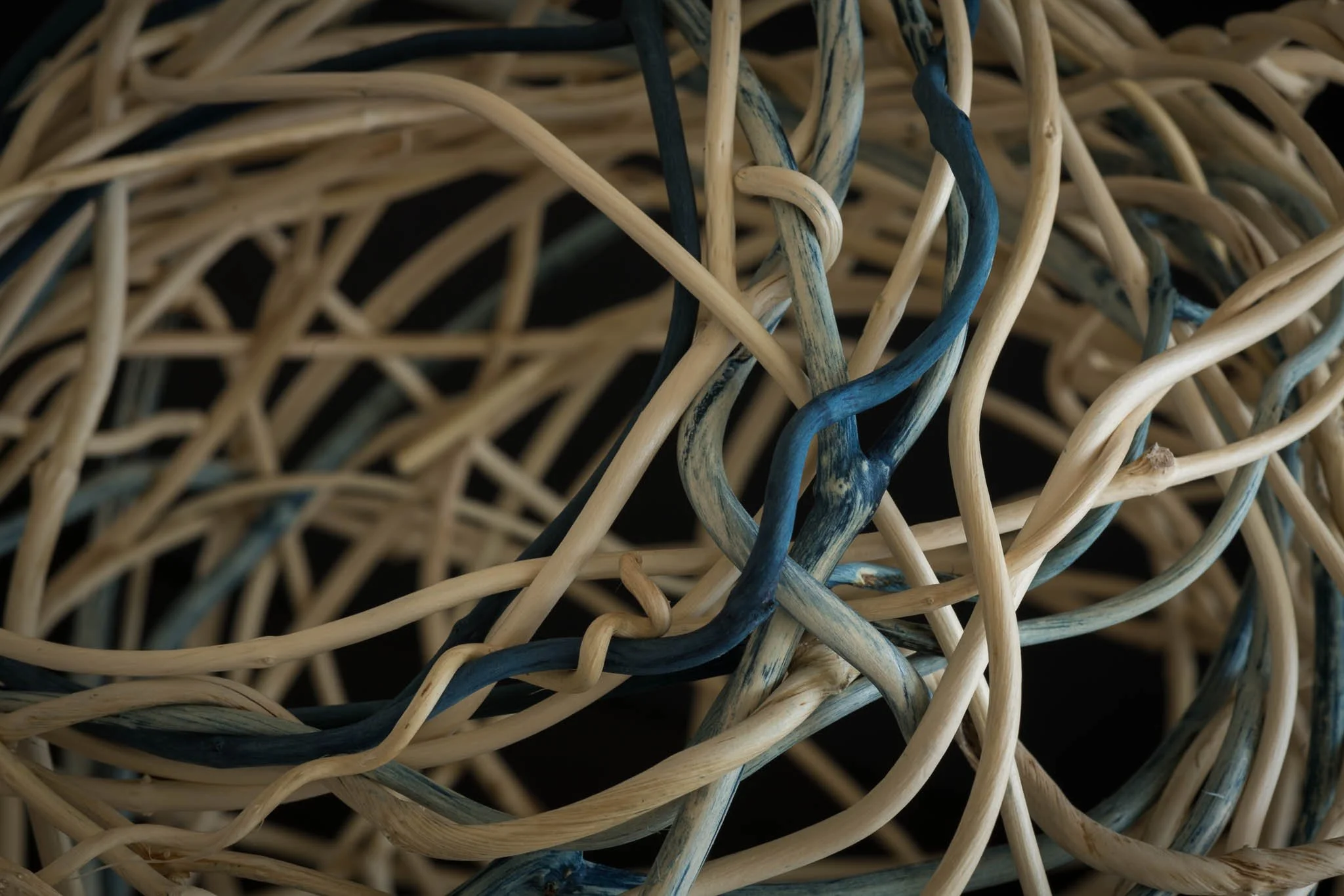 Honeysuckle Indigo ll  (close up)