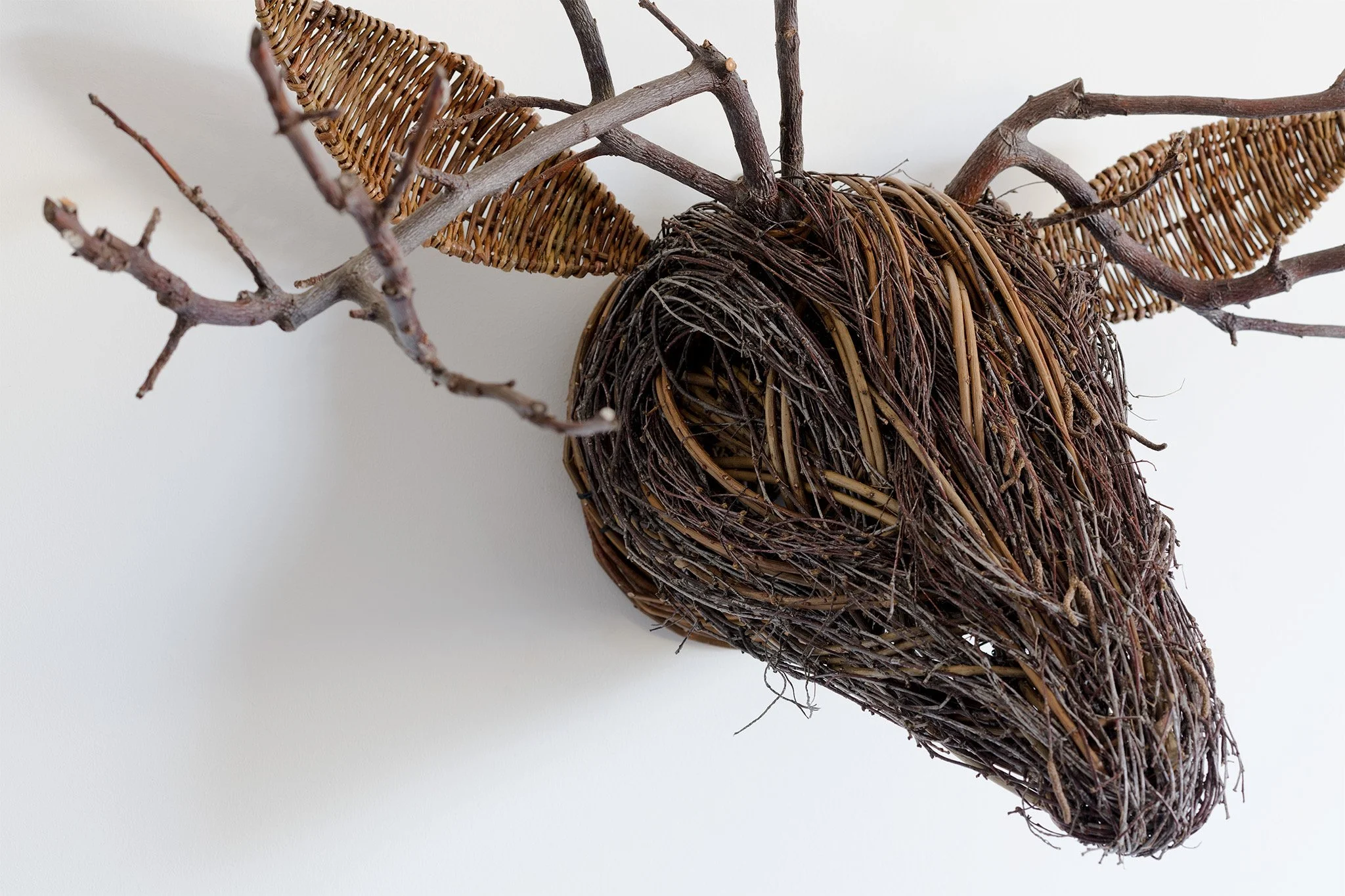 Apple Stag. Life size deer head. Willow, weeping birch, apple branches.