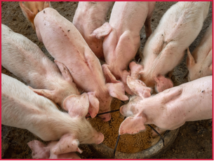 Winter Feeding Tips for Backyard Hogs