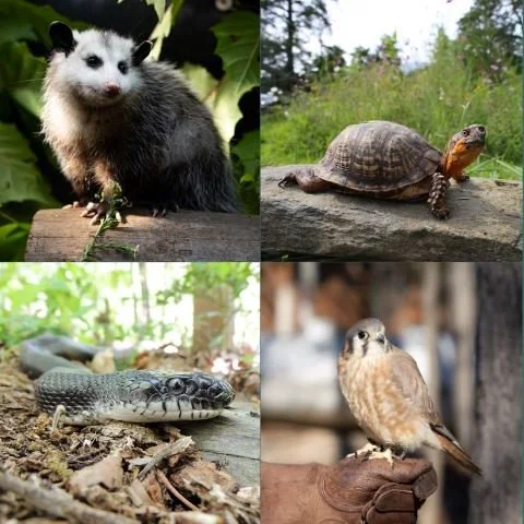 Wildlife Center Demo