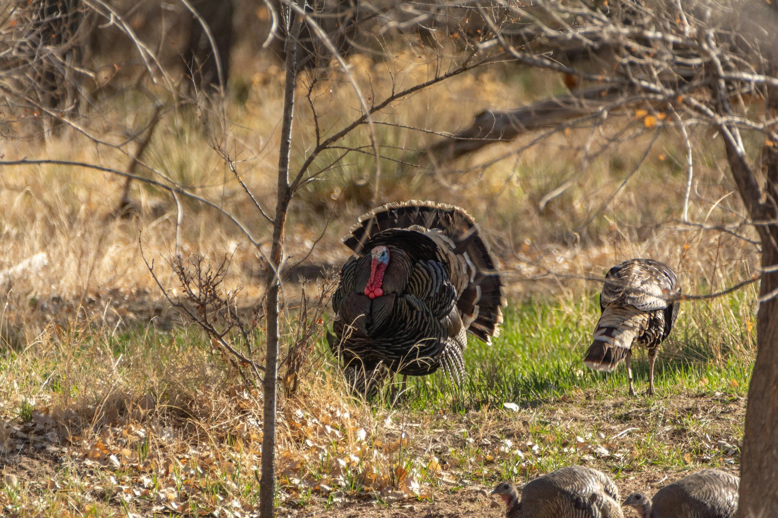 Spring Gobbler Sale