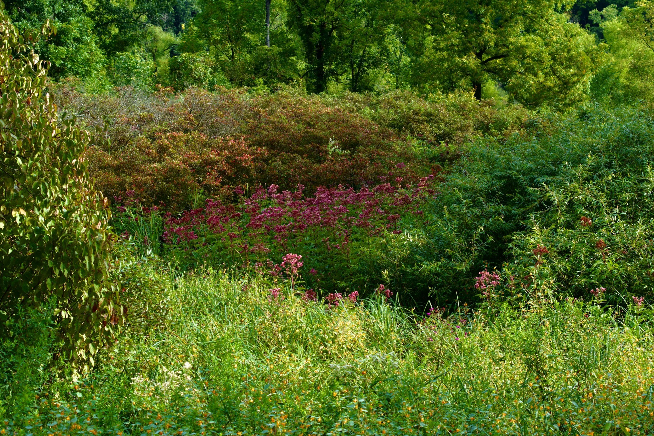 Identifying & Controlling Invasive Plants Class