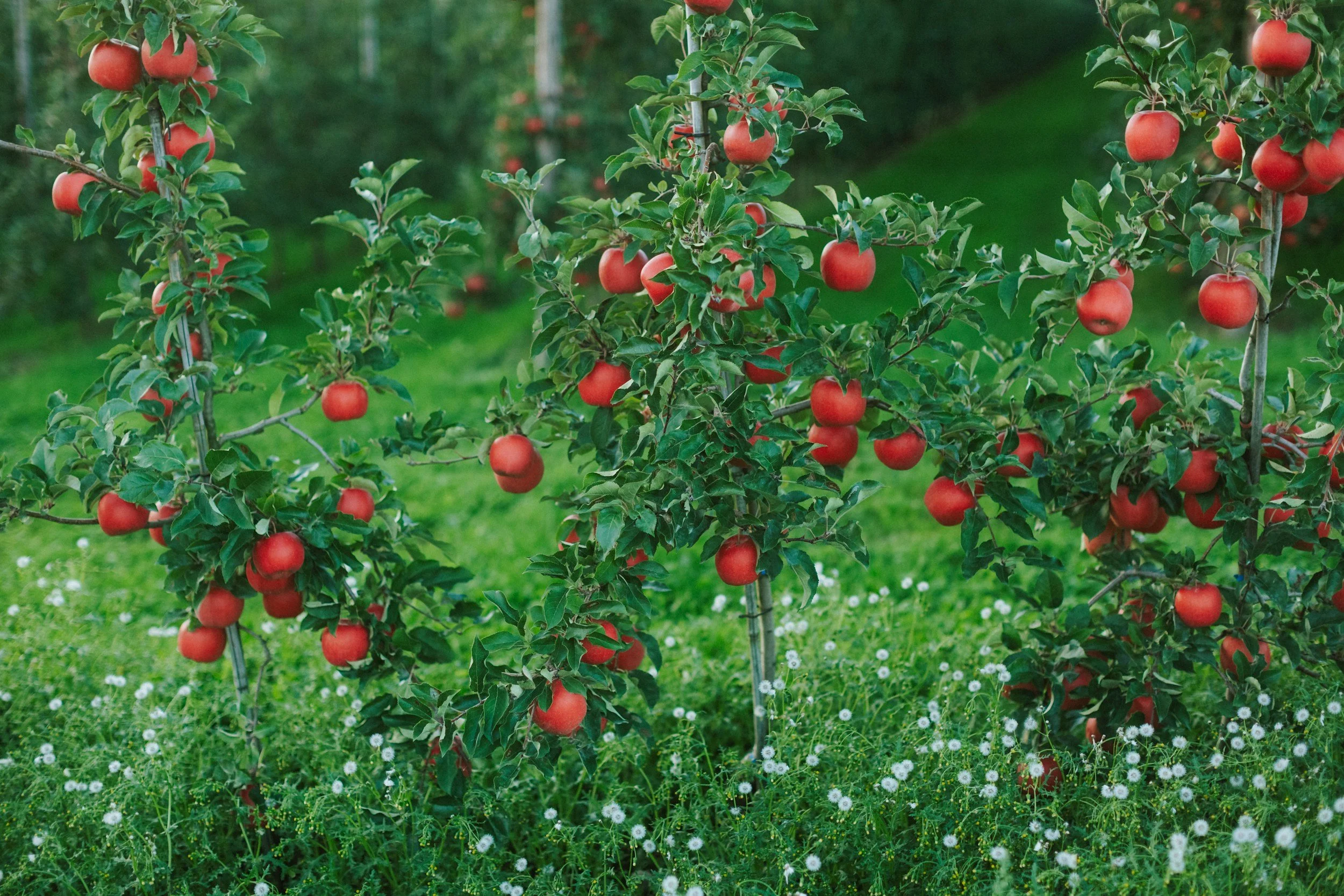 Apple Grafting Workshop