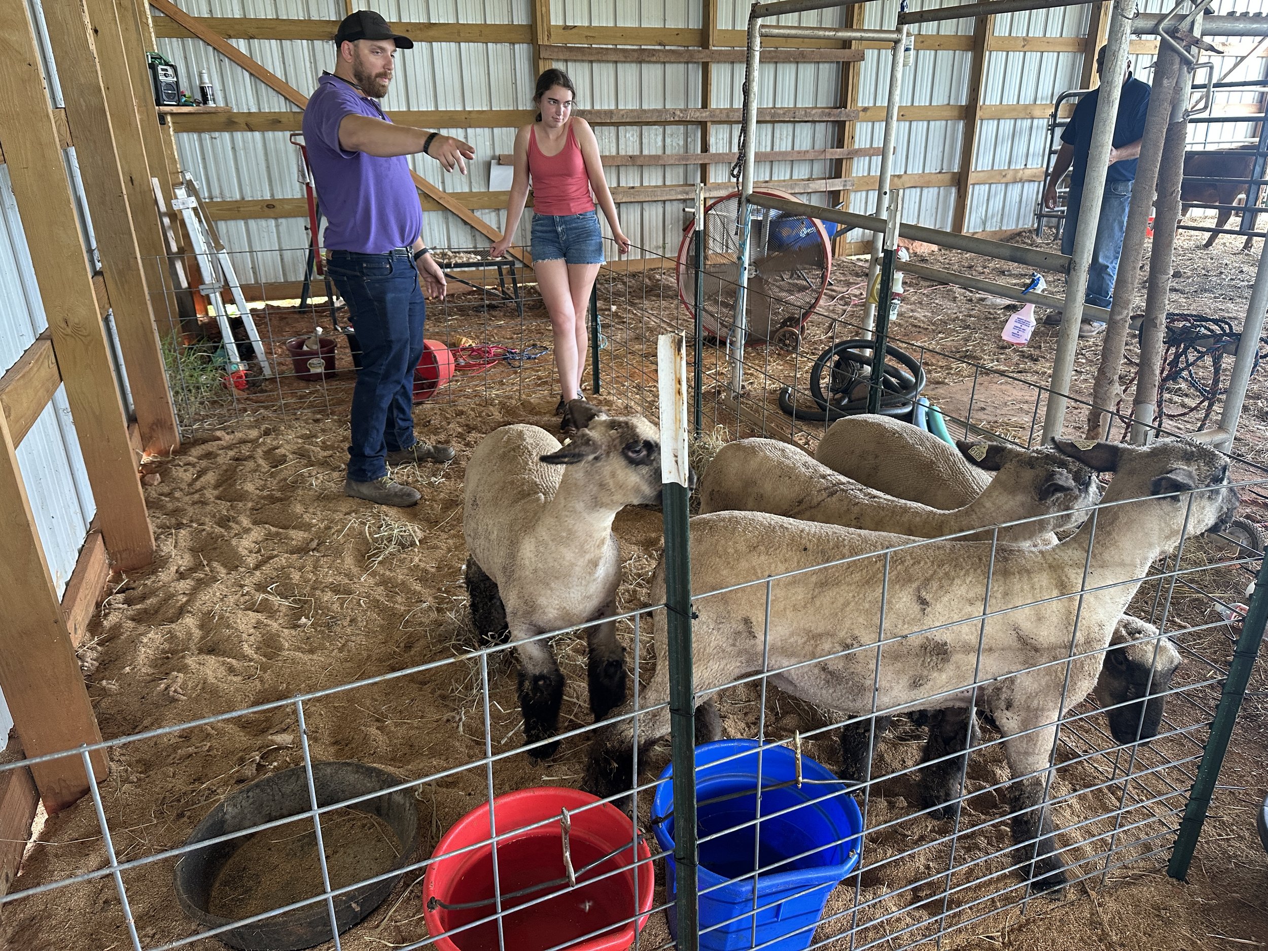 Two young women and a man inside a barn with three llamas or alpacas, metal fencing, and various farm equipment.