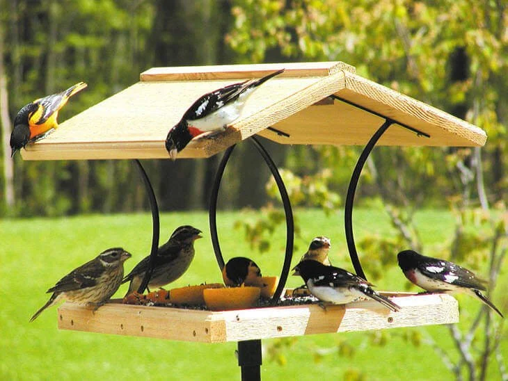 Attracting Birds to your Yard