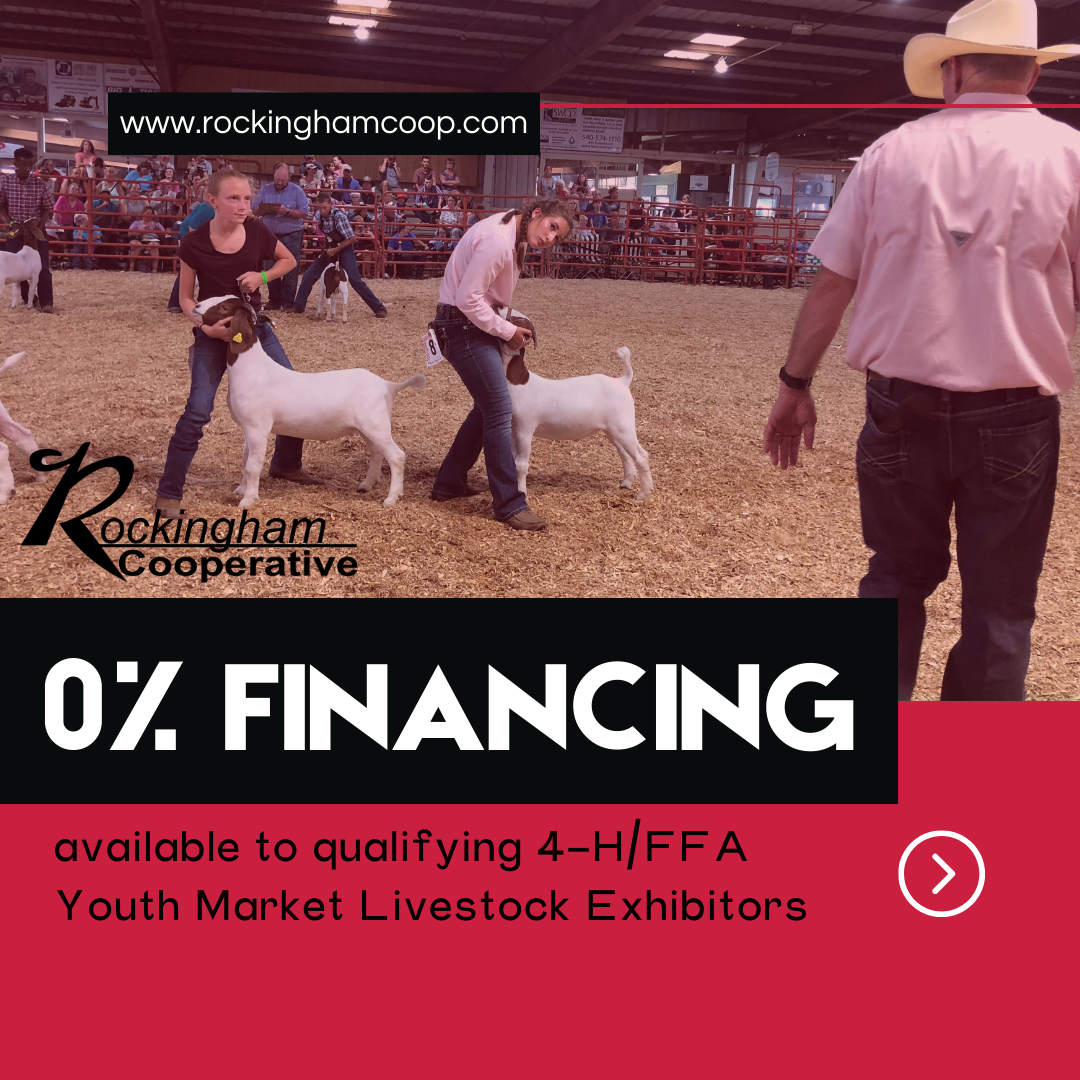 Children participating in a livestock show at Rockingham Cooperative, with goats. The setting is an indoor livestock arena, with spectators in the background. Text overlay advertises 0% financing for qualifying youth livestock exhibitors.
