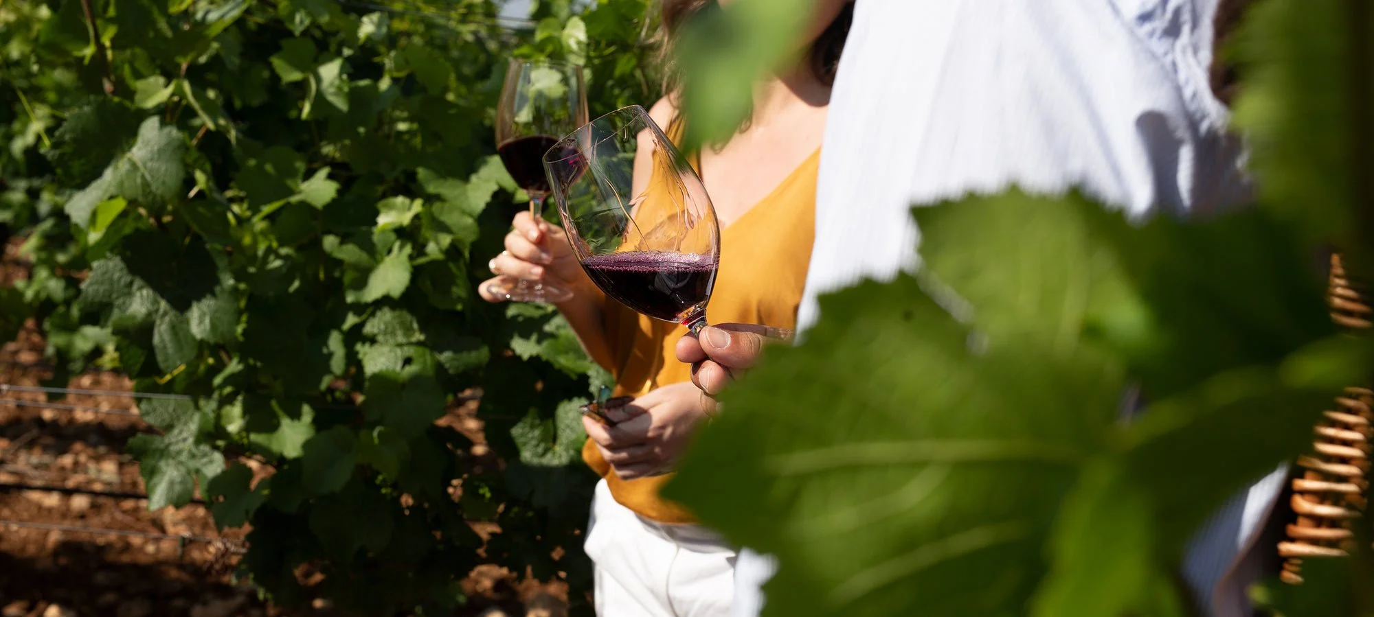 Wine tasting in Spain