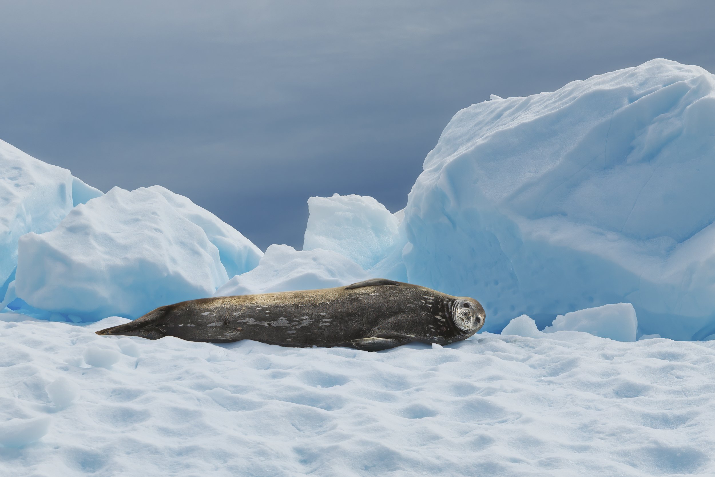 Seals, Penguins and Birds | Antarctica