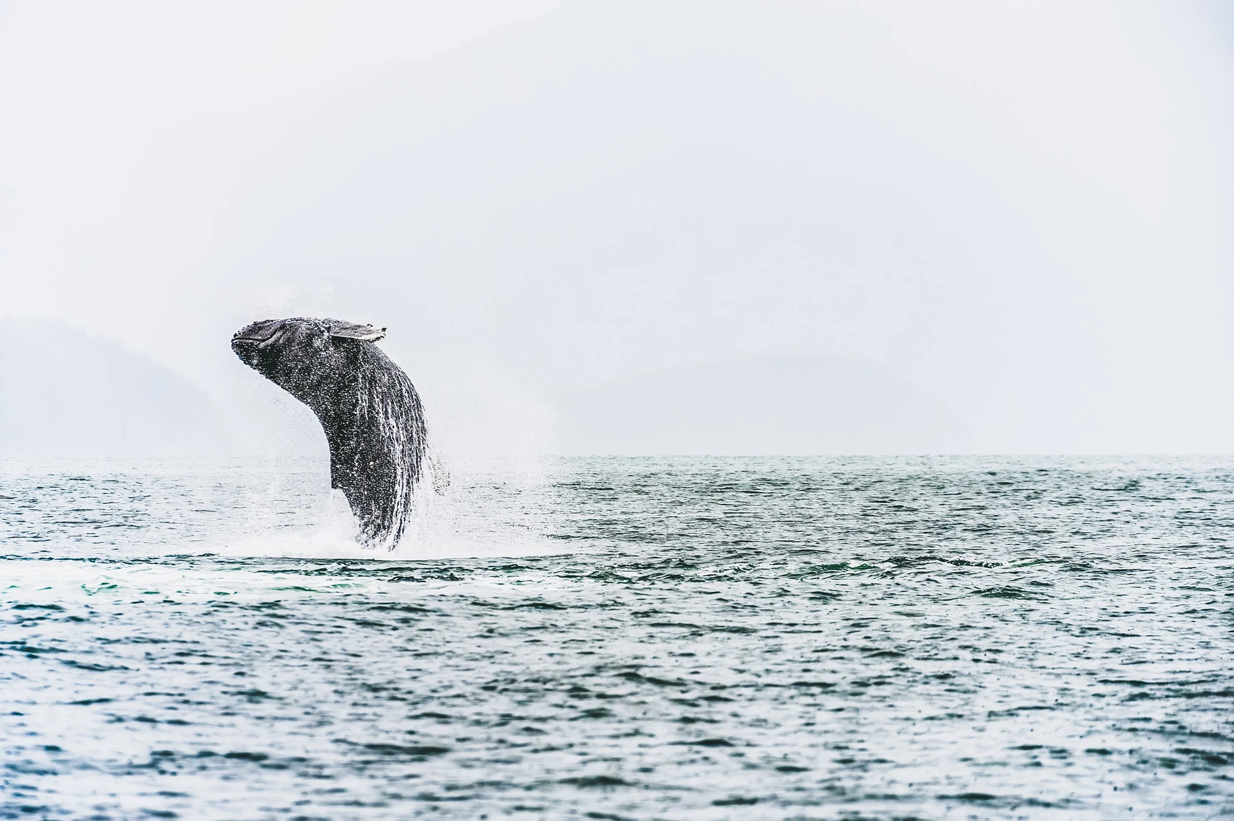 Leaping Humpback Whale, Alaska