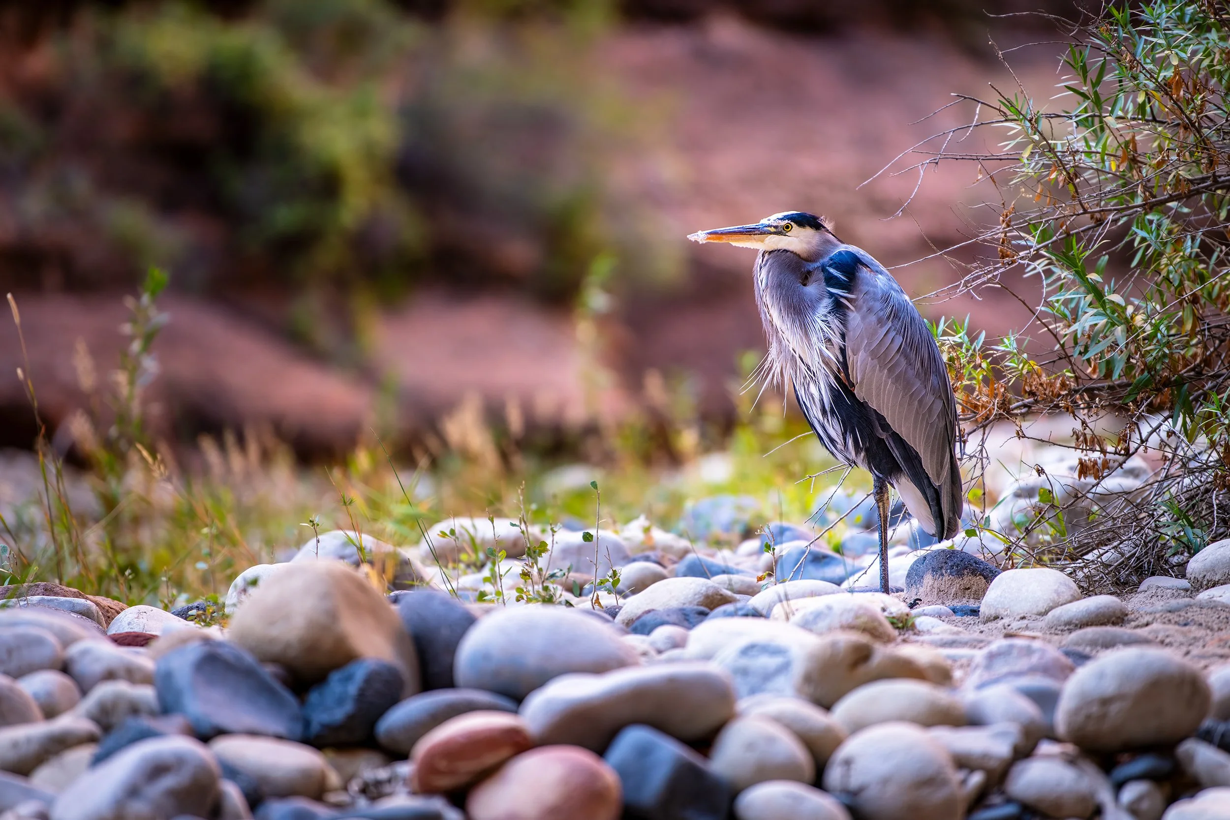 Great Blue Heron in Zion National Park, Utah, USA
