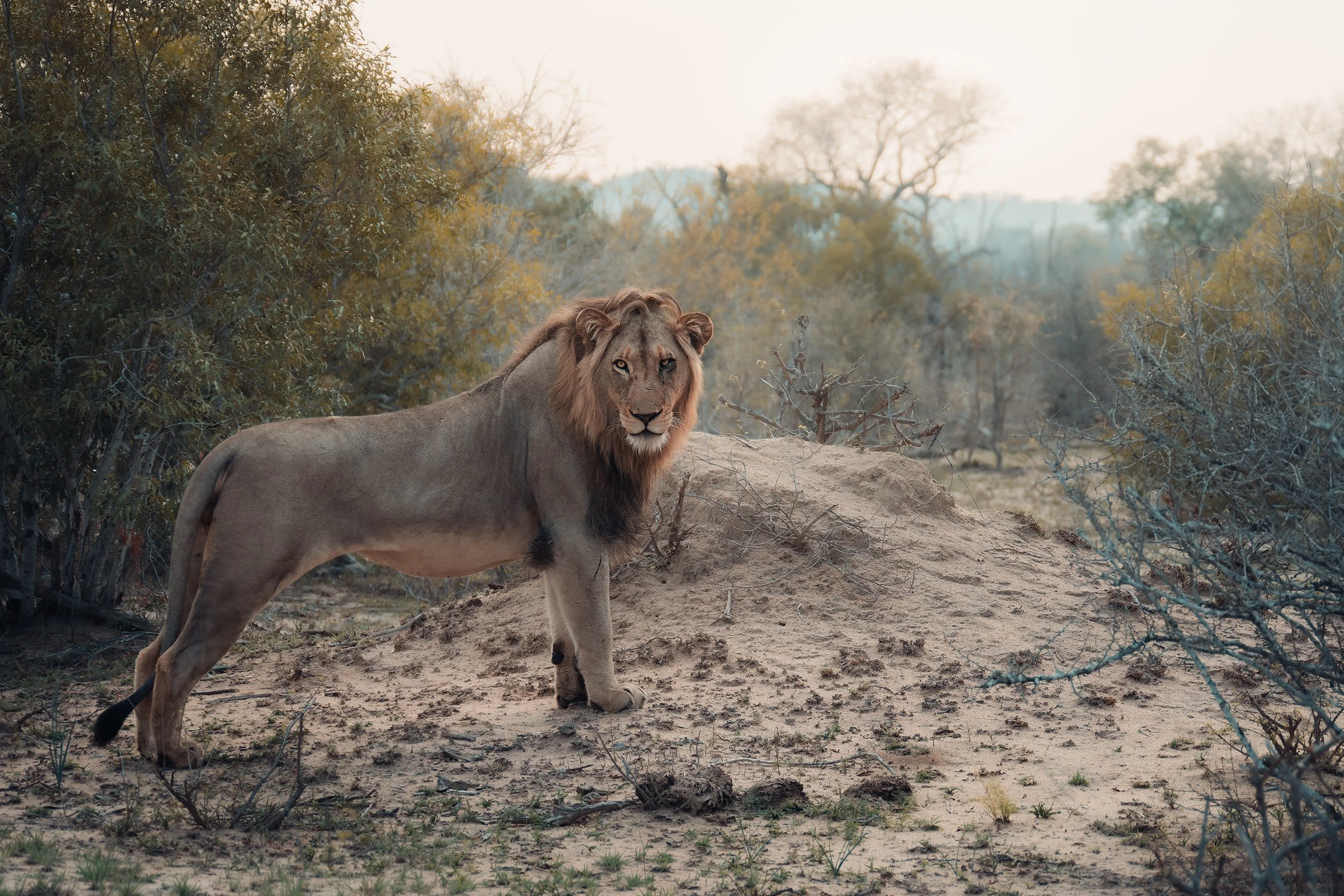 Majestic Lion, South Africa