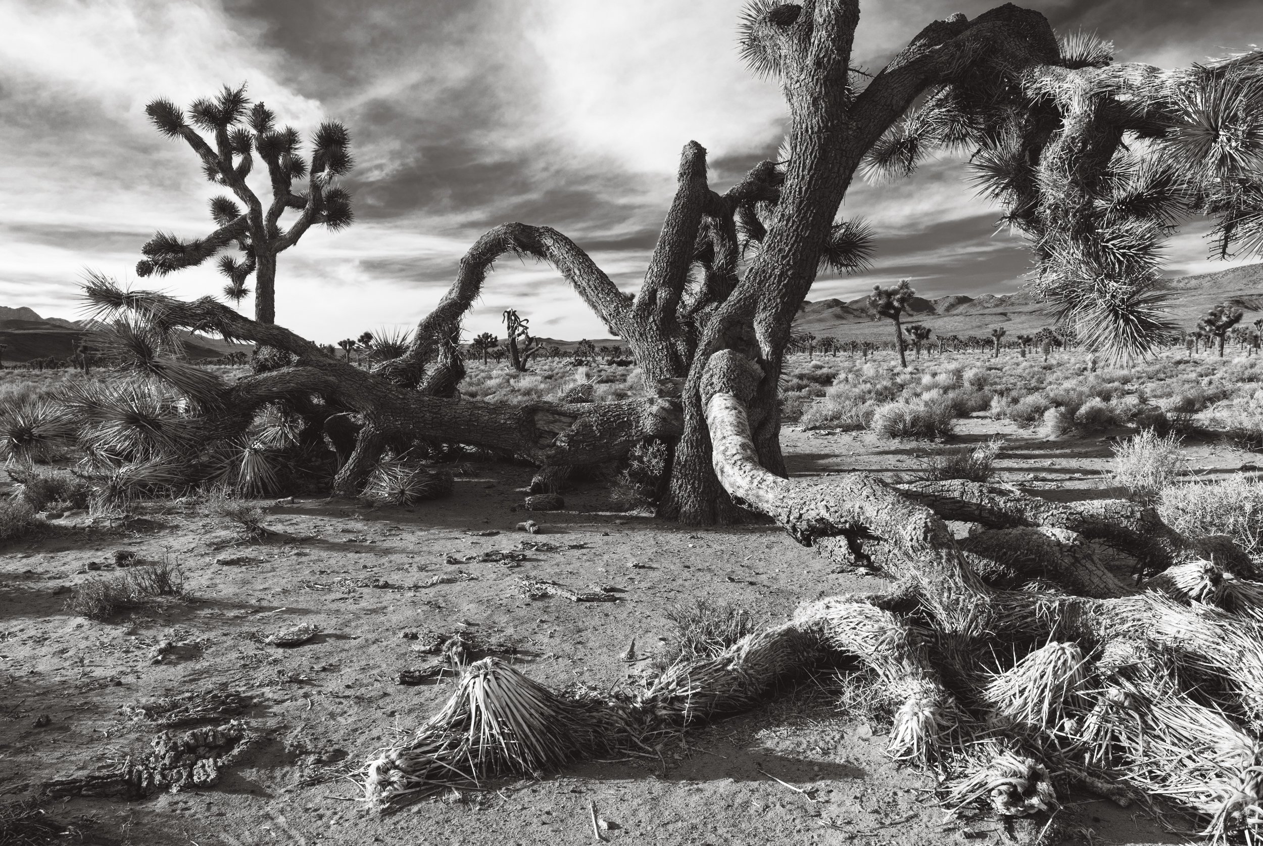 Joshua Tree in Death Valley