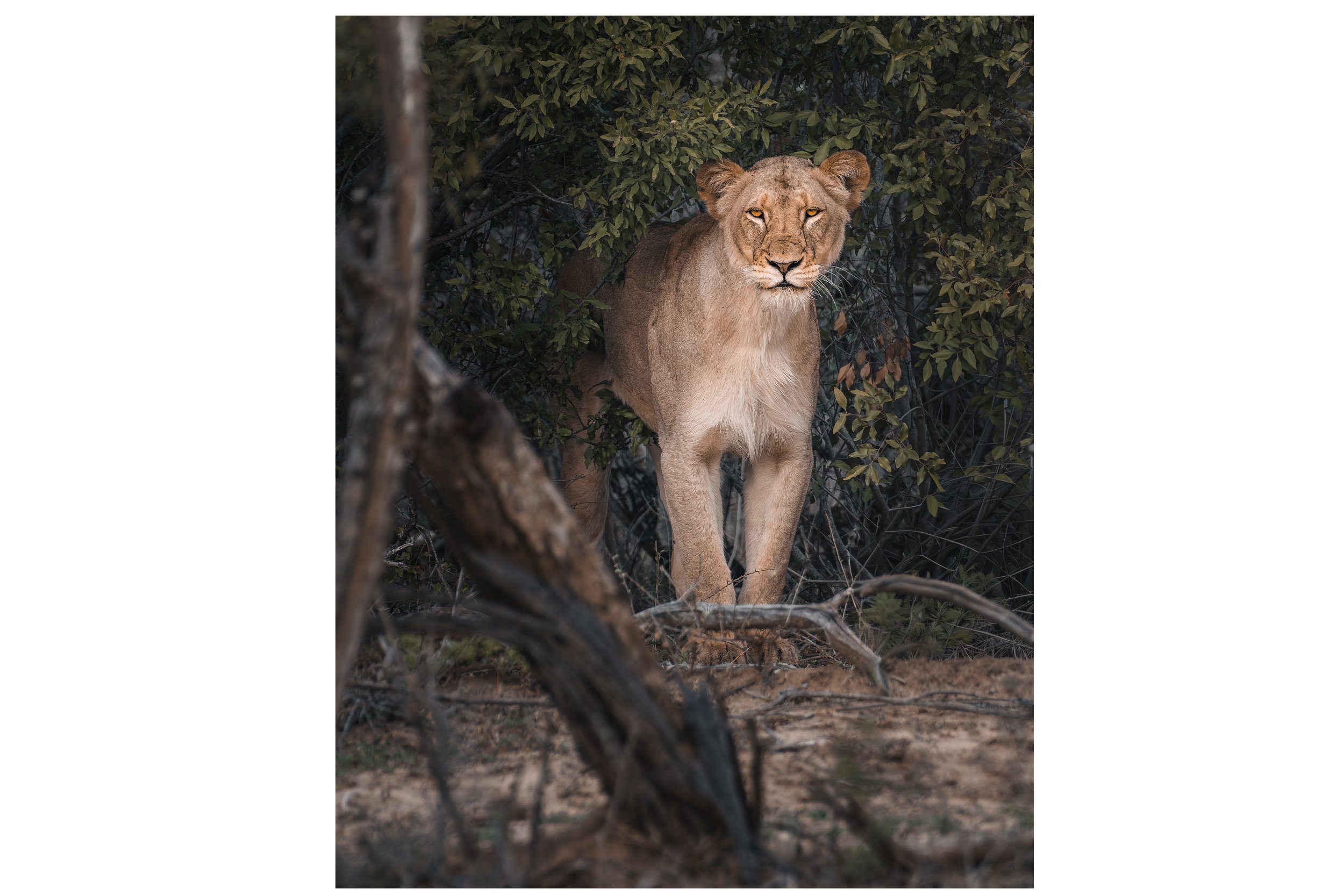 Londolozi Lioness, South Africa