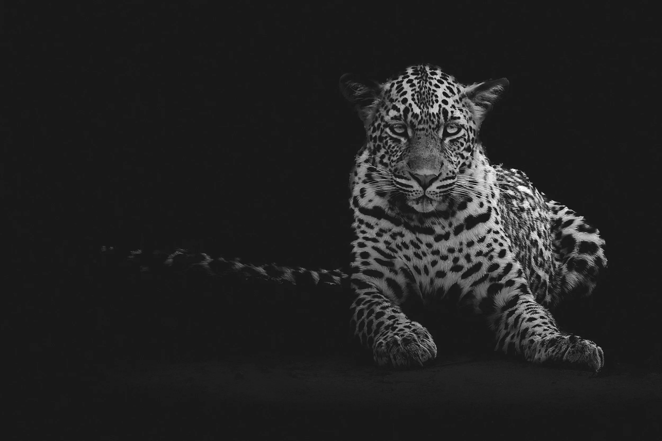 20251010_Africa_SabiSandsGameReserve_986-001_BW.jpg