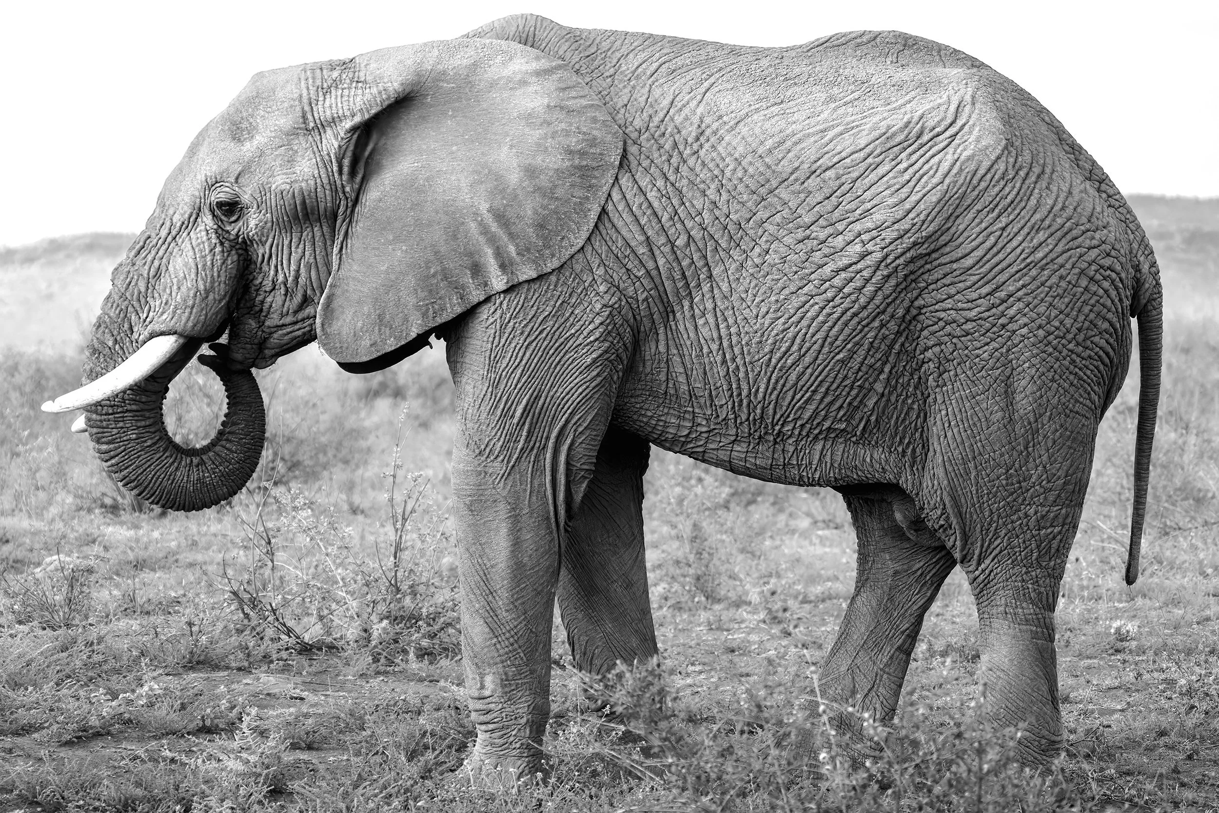 20251014_Africa_MadikweGameReserve_1688-001_BW.jpg